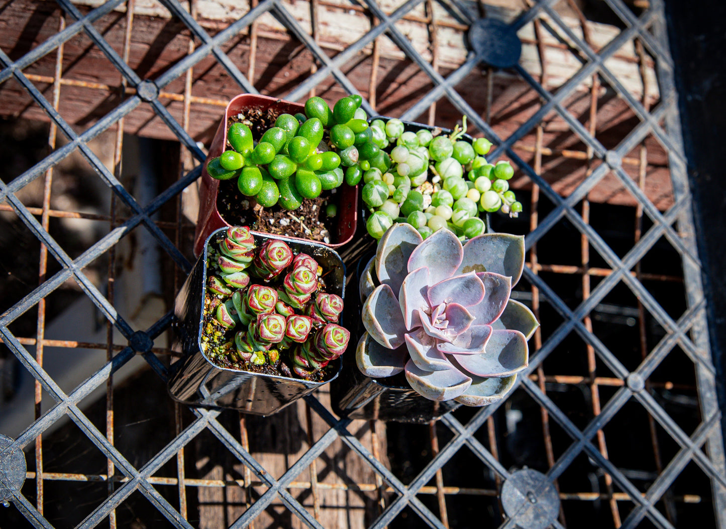 4 Pack 2" Assorted Varieties Succulents Potted