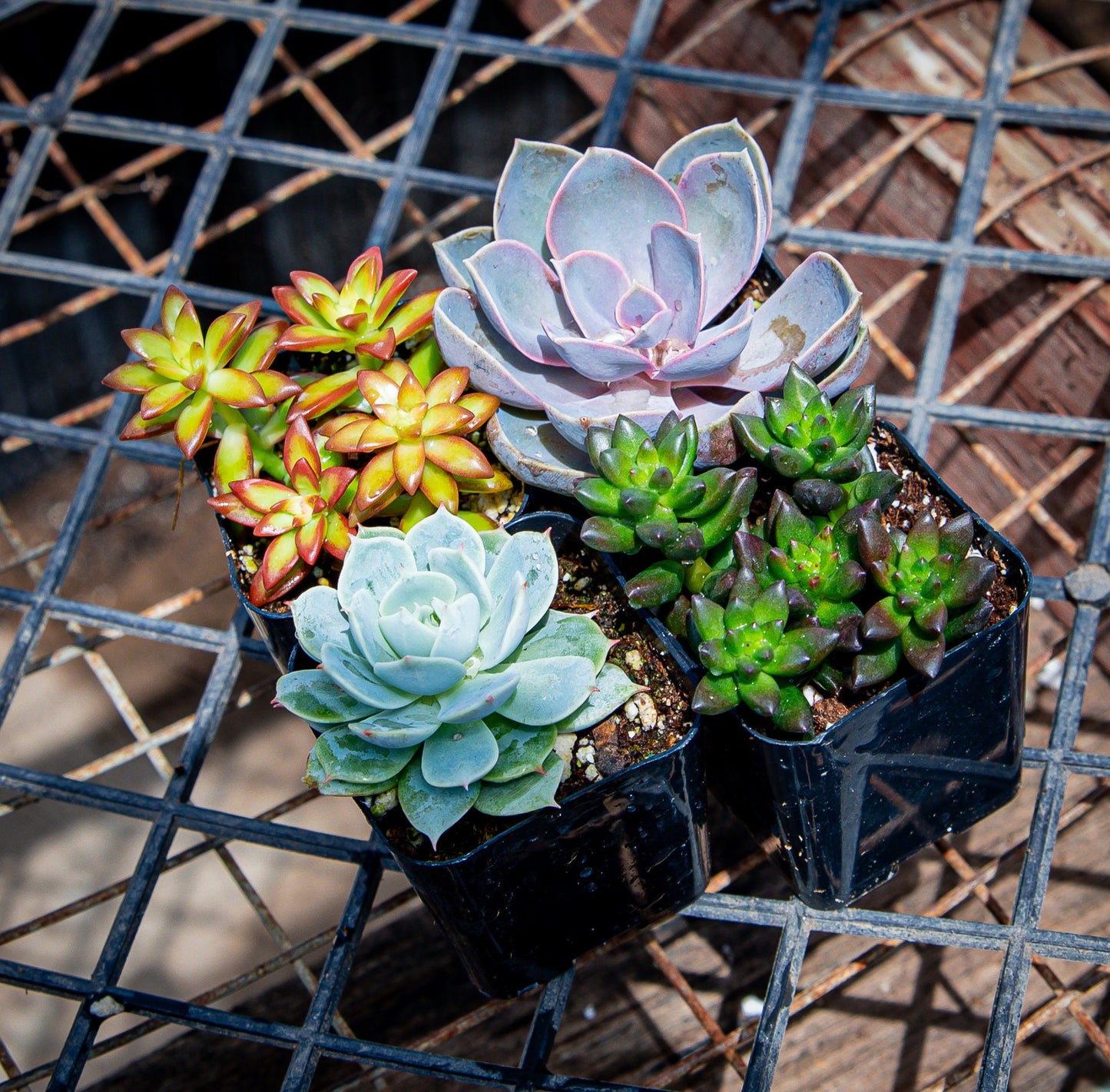 4 Pack 2" Assorted Varieties Succulents Potted