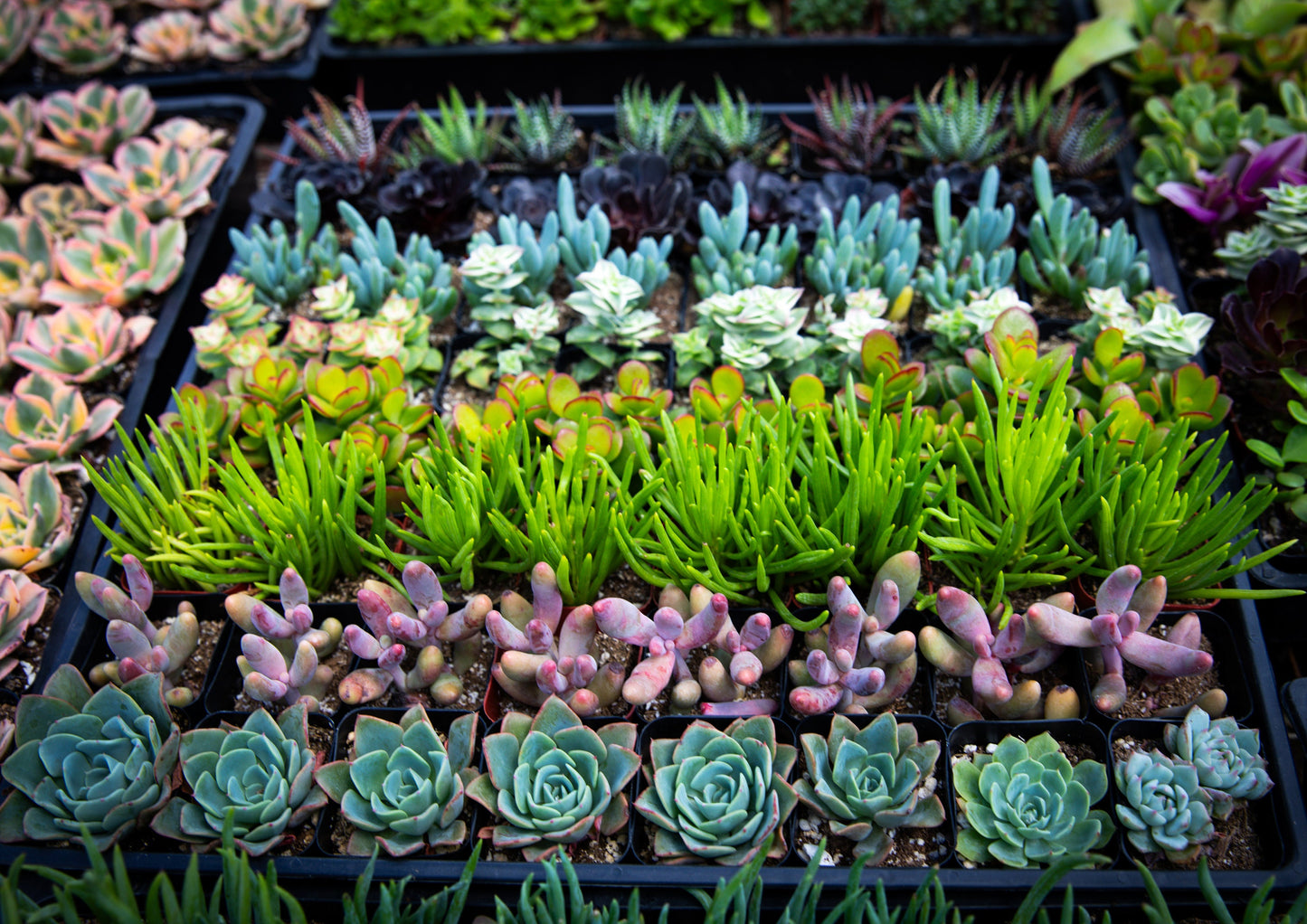 64 Packs 2" Assorted Varieties Succulents,