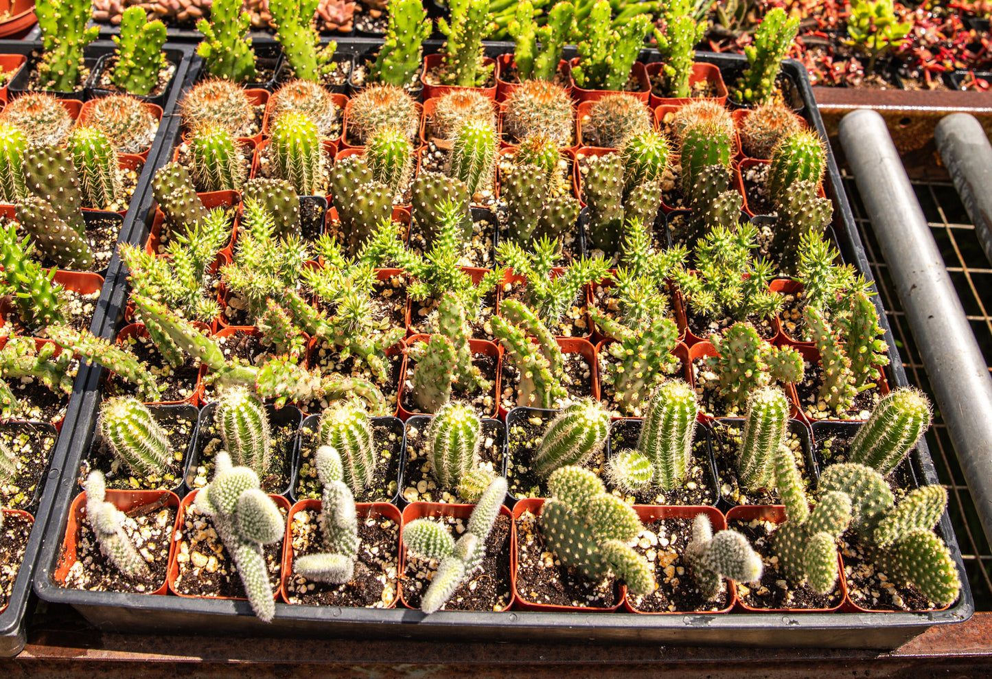 64 2-inch assorted cacti also in 12-6 and 4 packs available