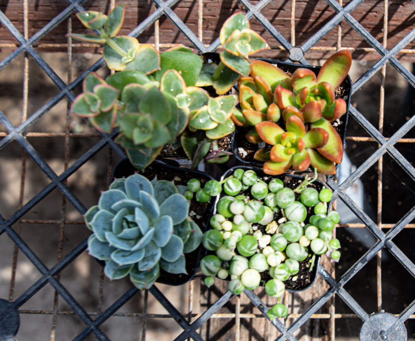 4 Pack 2" Assorted Varieties Succulents Potted