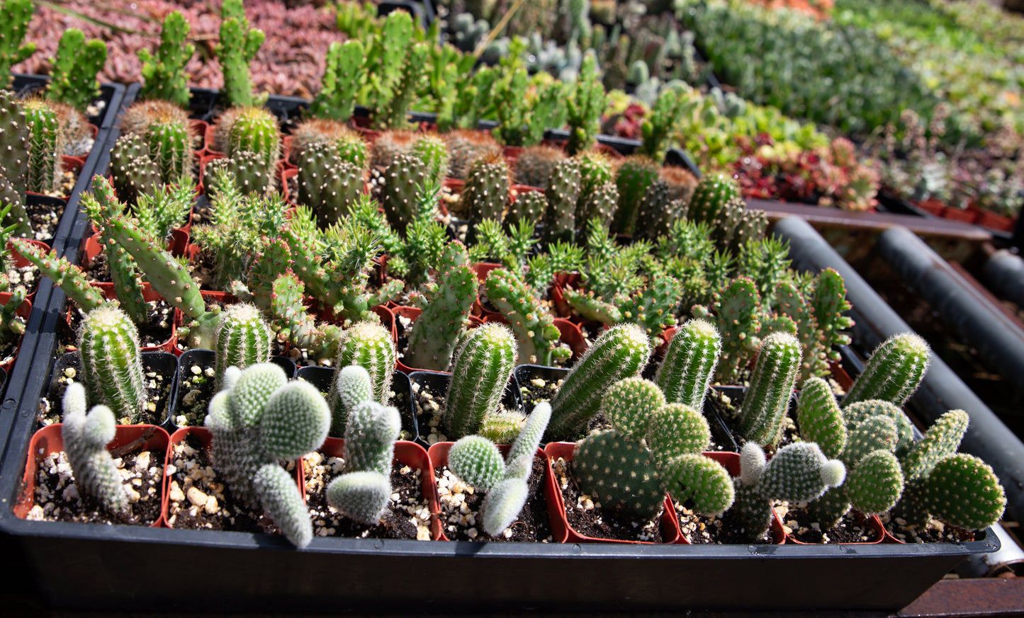 64 2-inch assorted cacti also in 12-6 and 4 packs available
