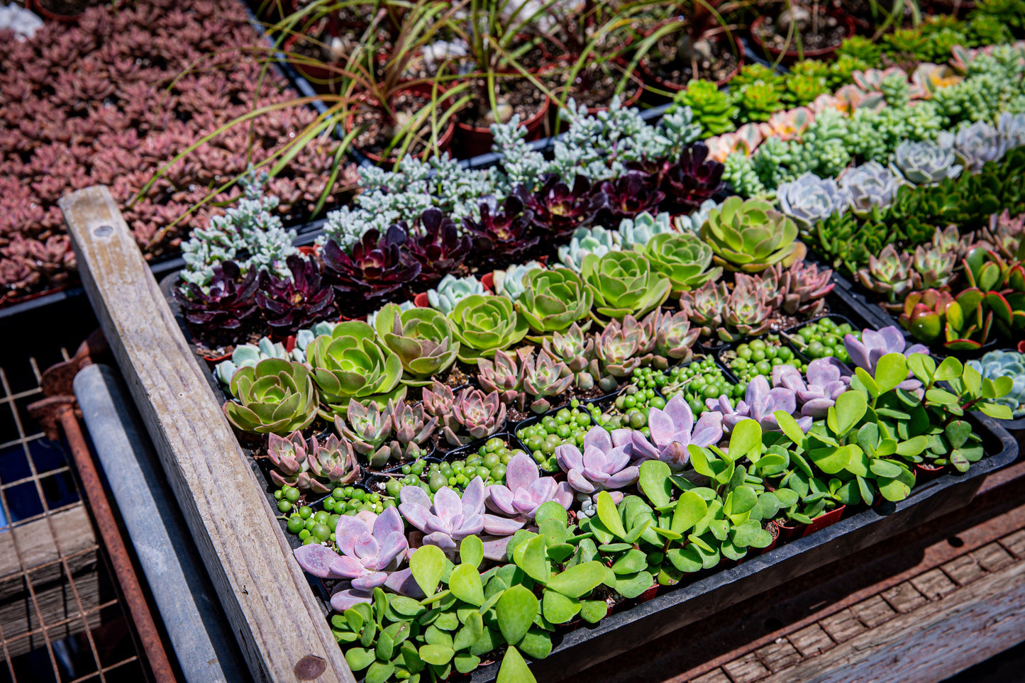 64 Packs 2" Assorted Varieties Succulents,