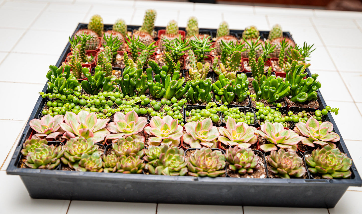 64 2-inch assorted succulents and cacti