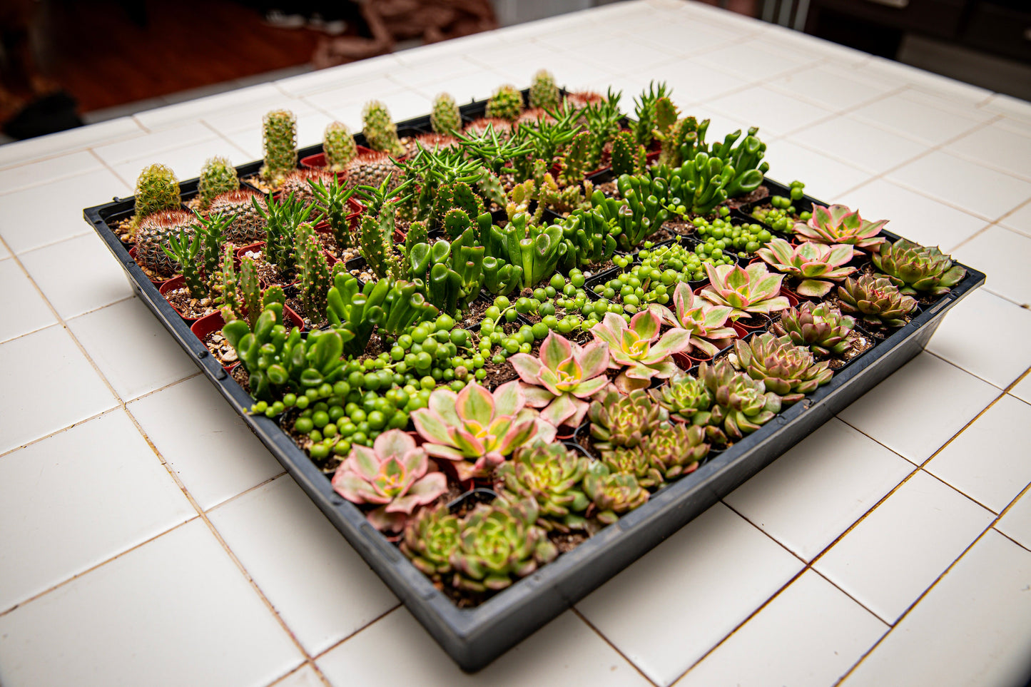 64 2-inch assorted succulents and cacti