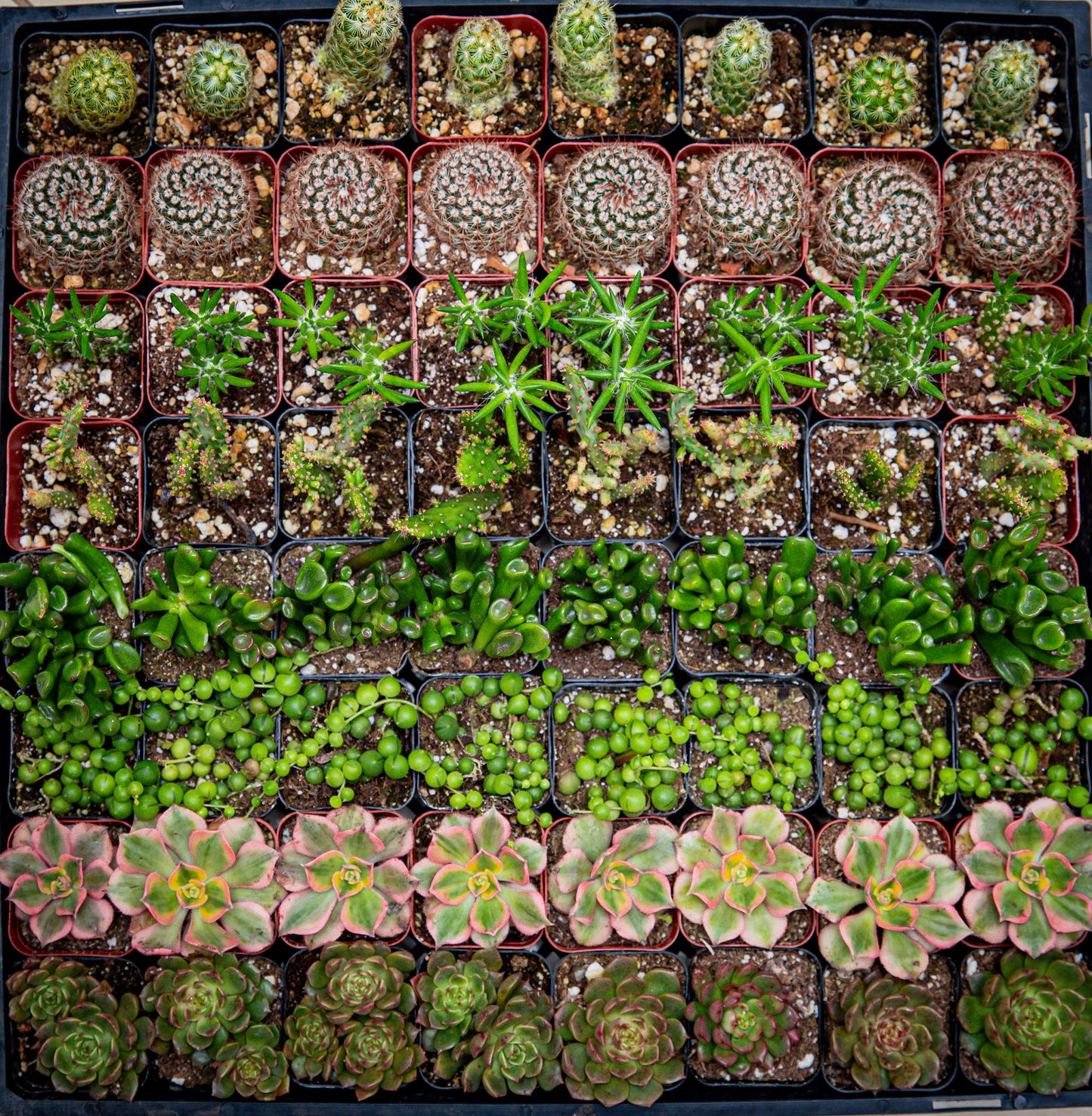64 2-inch assorted succulents and cacti