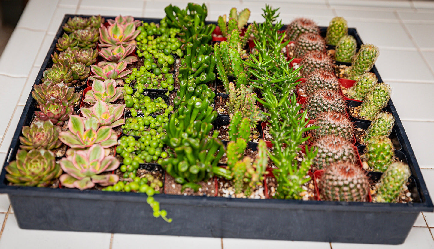 64 2-inch assorted succulents and cacti