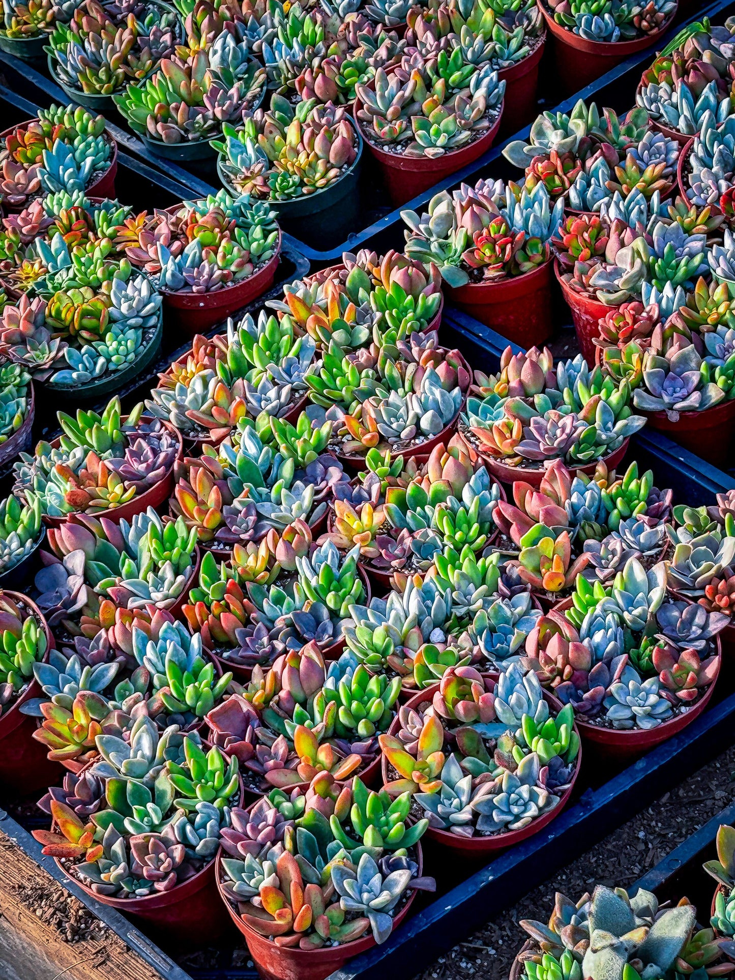 4inch colorful, succulent assortment