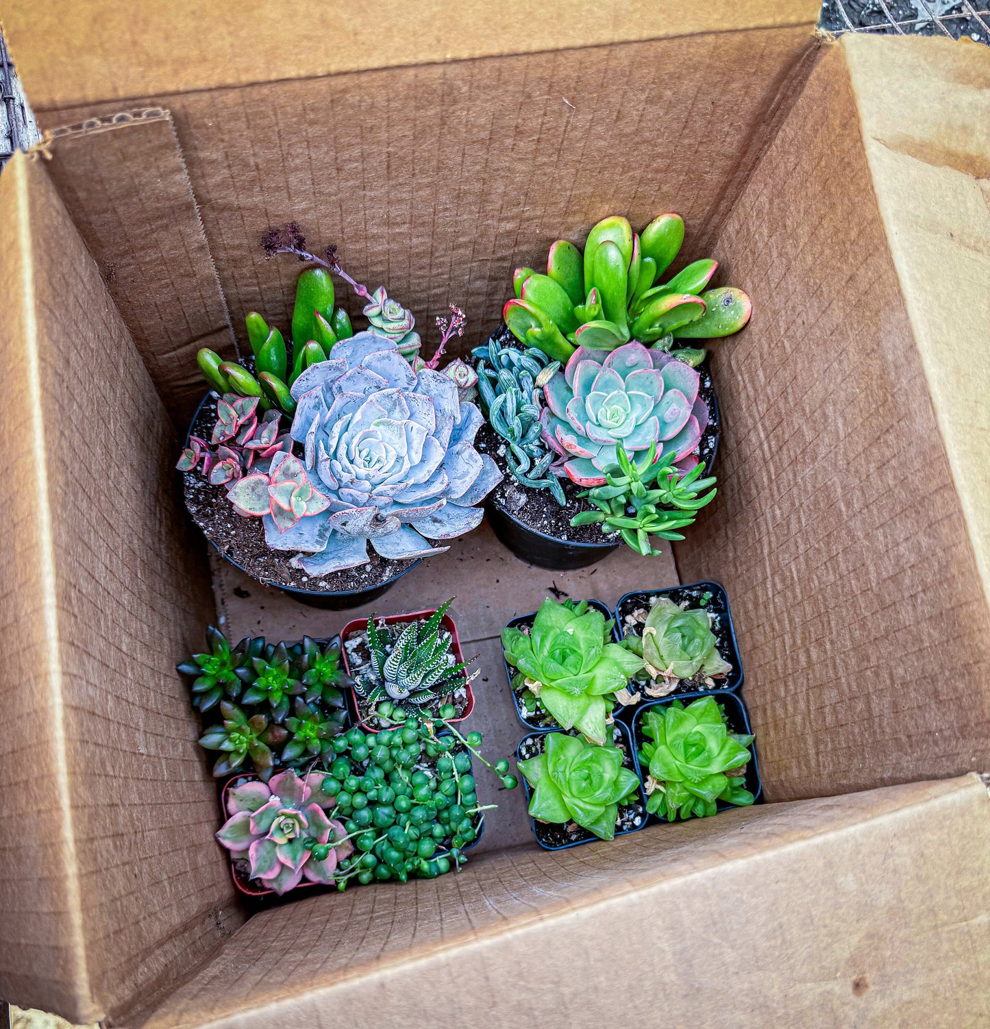 Mystery succulent box, big/small