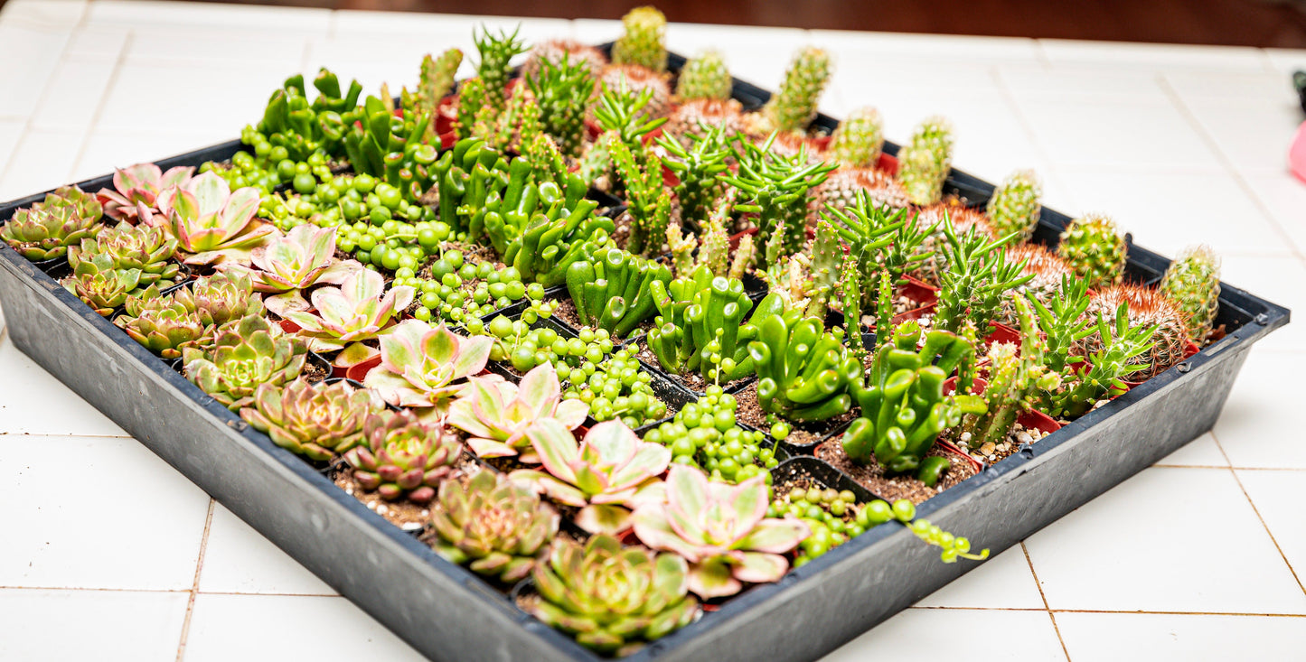 64 2-inch assorted succulents and cacti