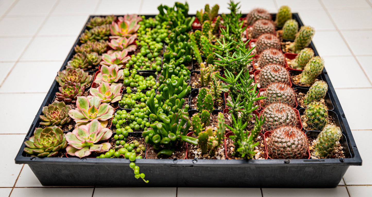 64 2-inch assorted succulents and cacti