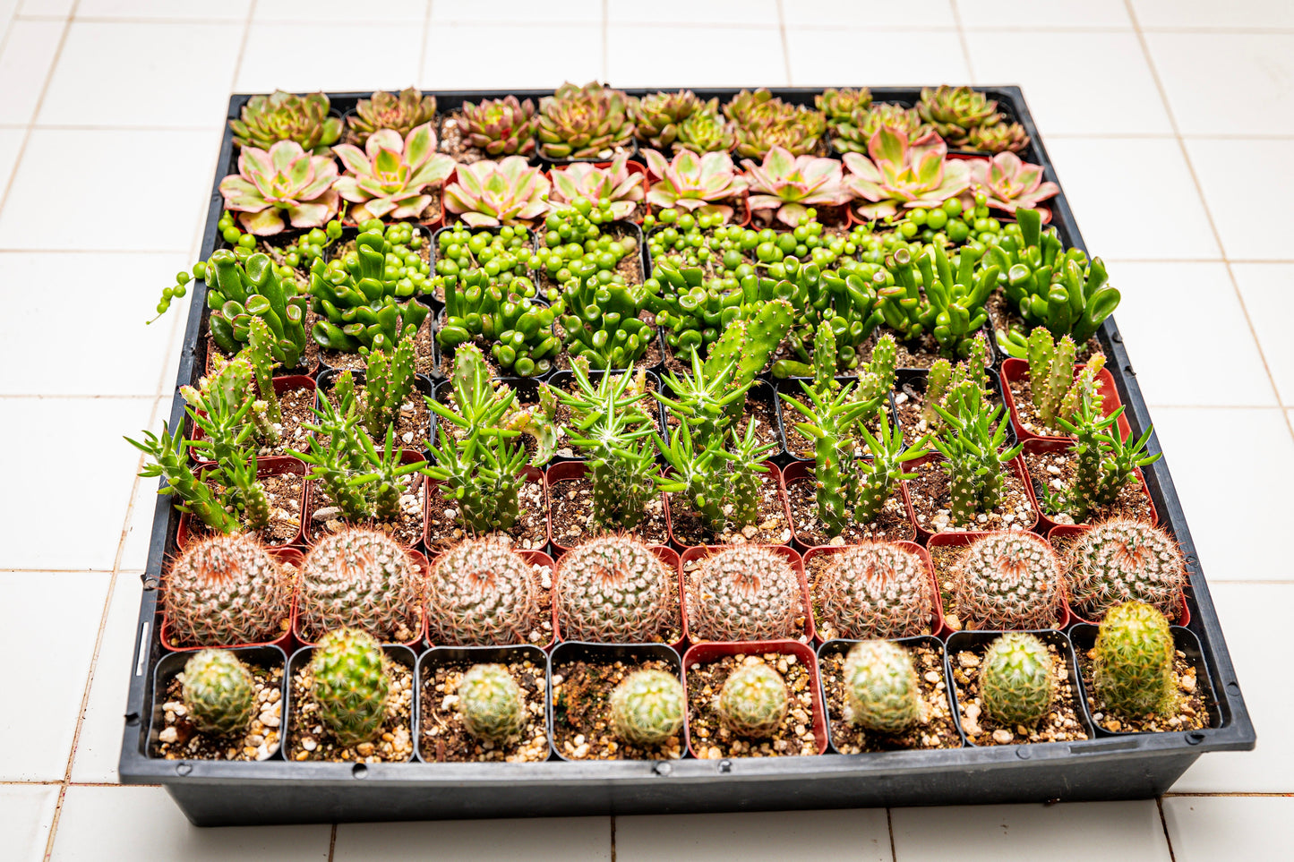64 2-inch assorted succulents and cacti