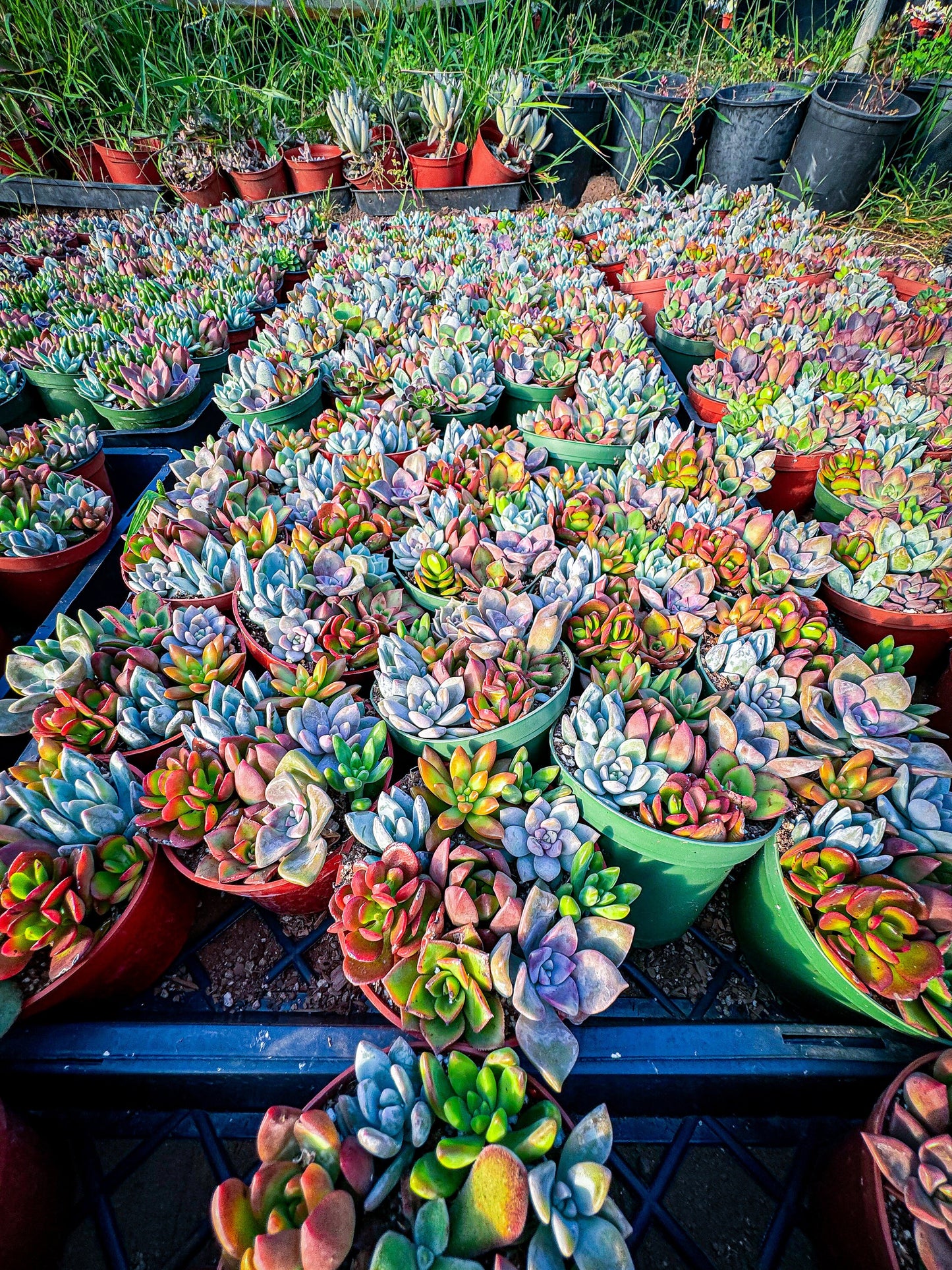 4inch colorful, succulent assortment