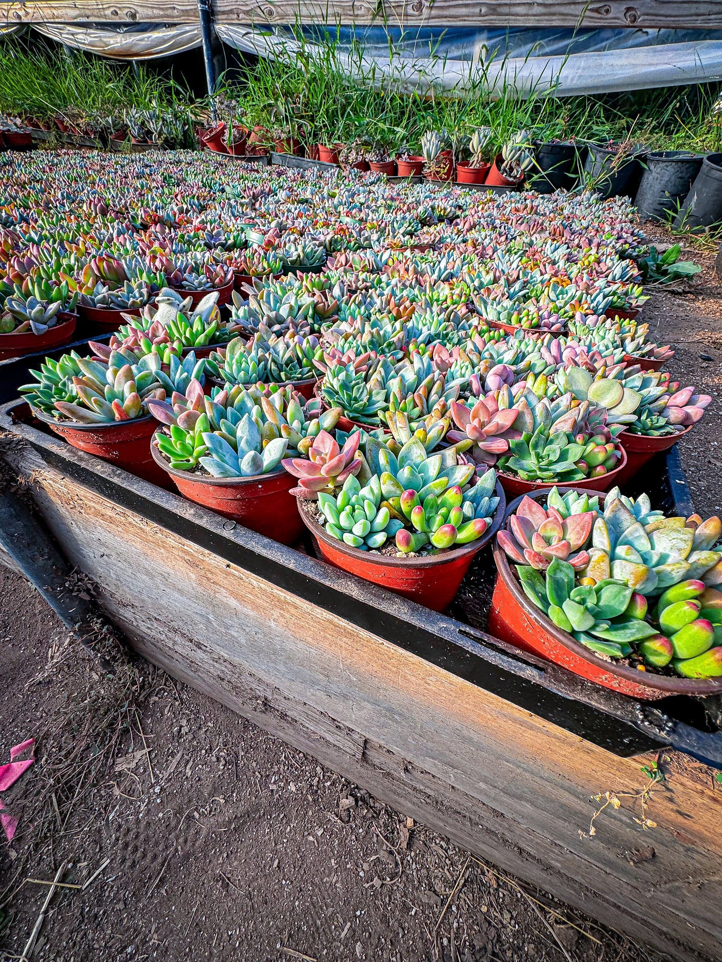 4inch colorful, succulent assortment