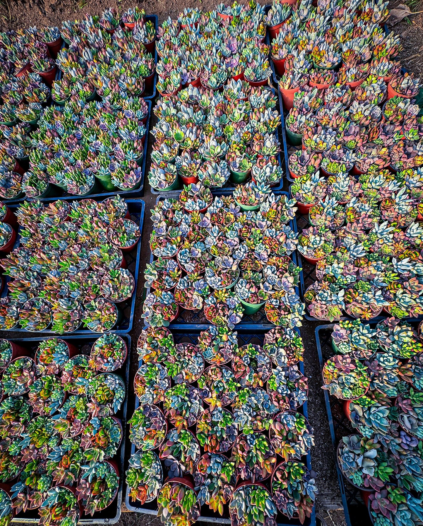 4inch colorful, succulent assortment