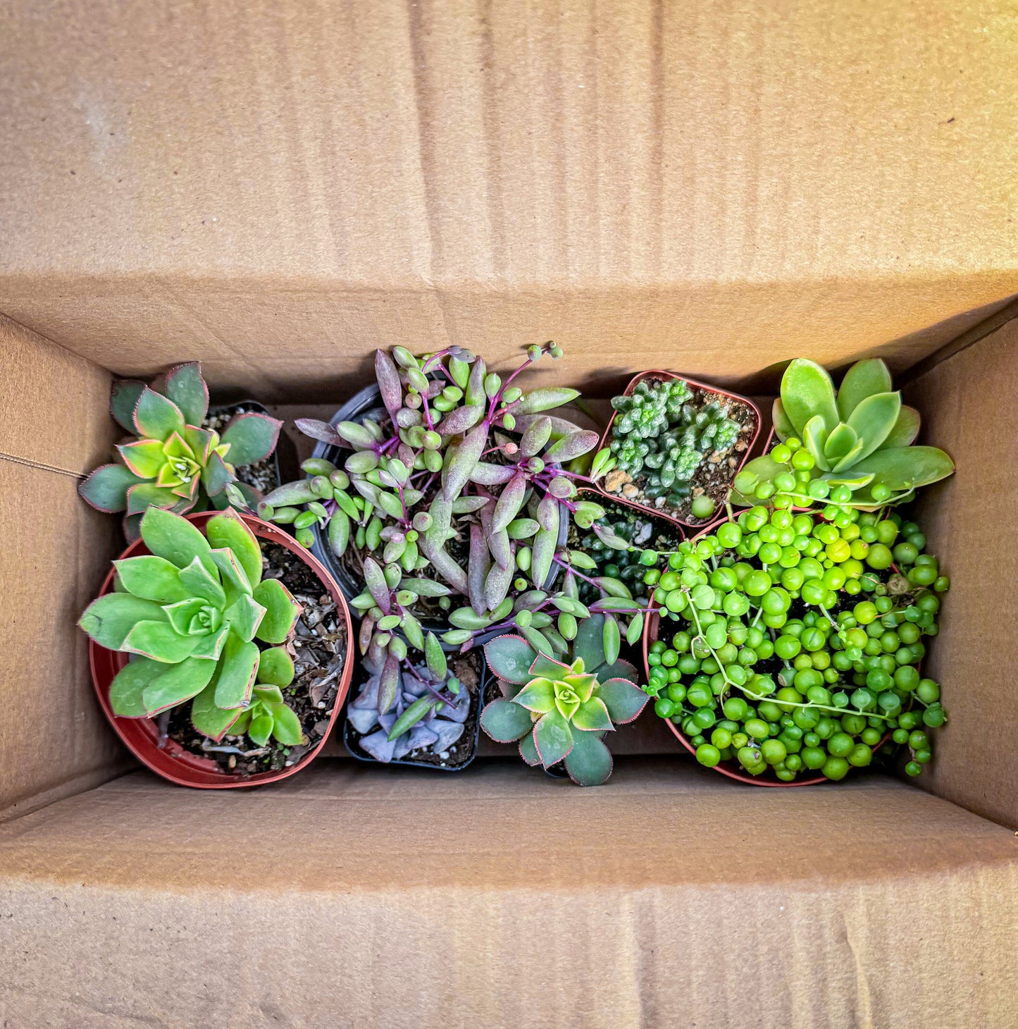 Mystery succulent box, big/small
