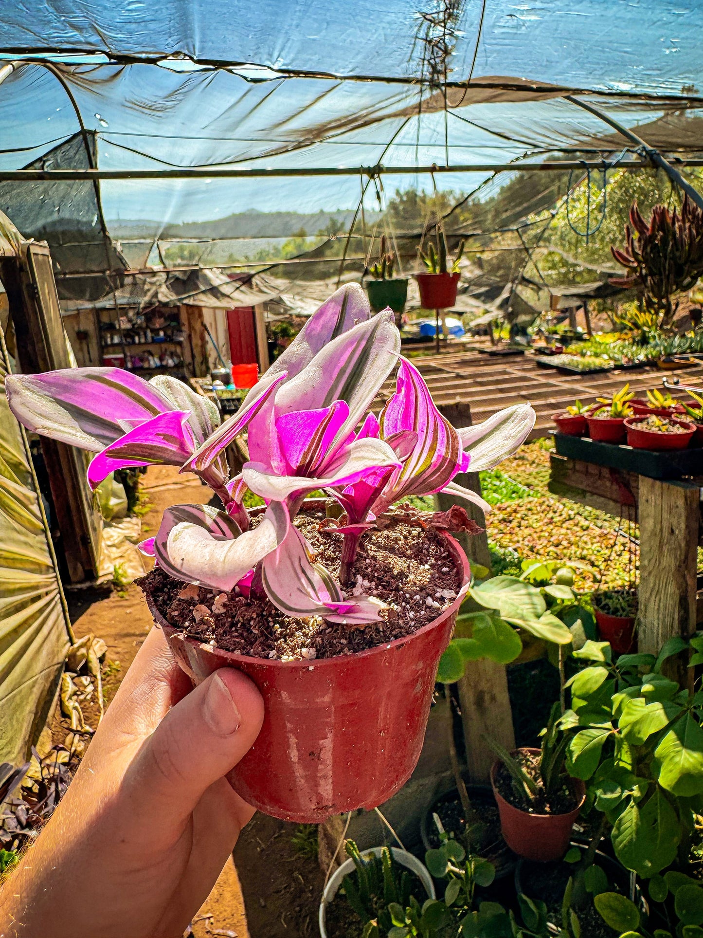 Rare Nanouk Pink Wandering Jew -Tradescantia - 4" Pot