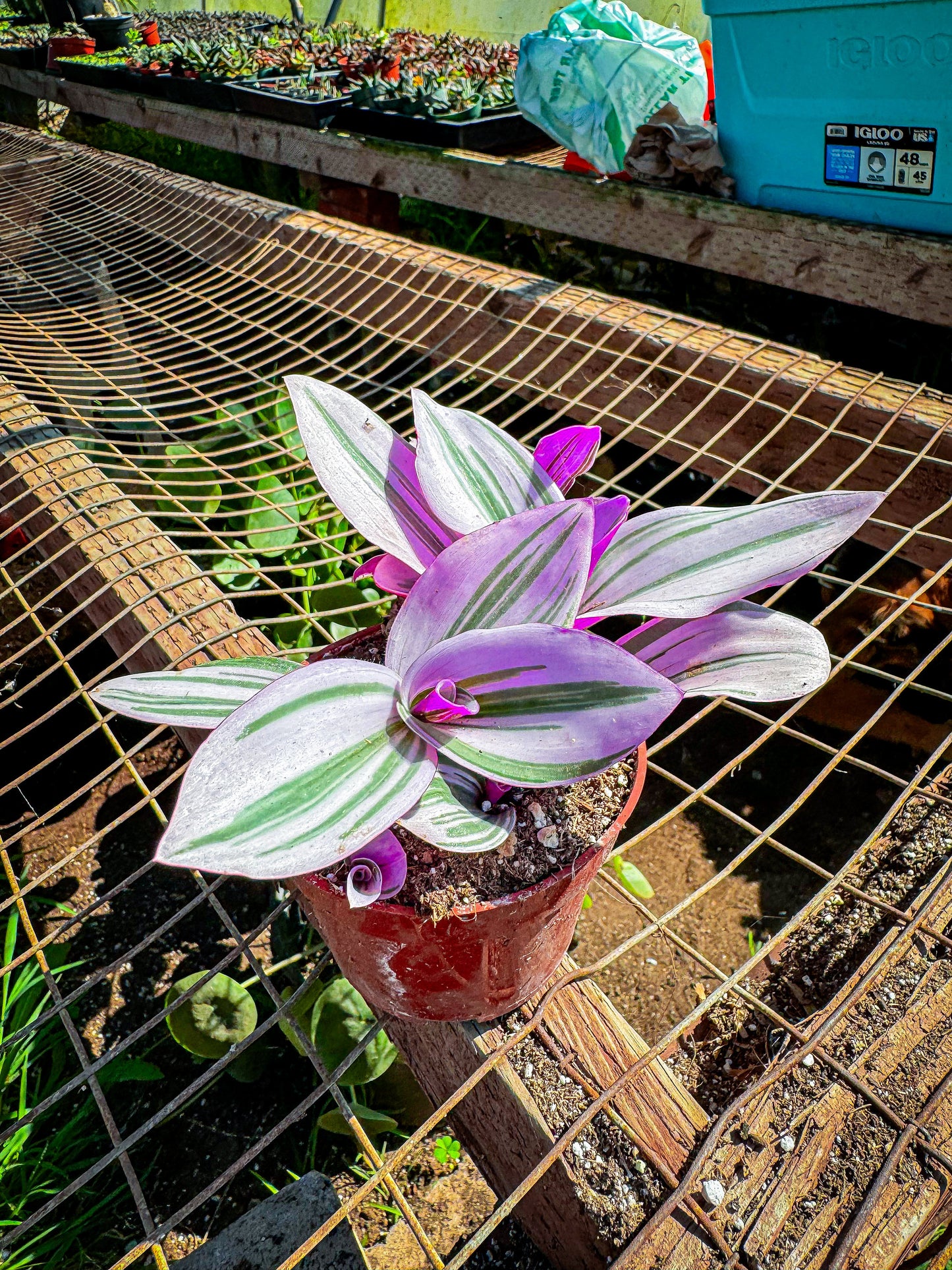 Rare Nanouk Pink Wandering Jew -Tradescantia - 4" Pot