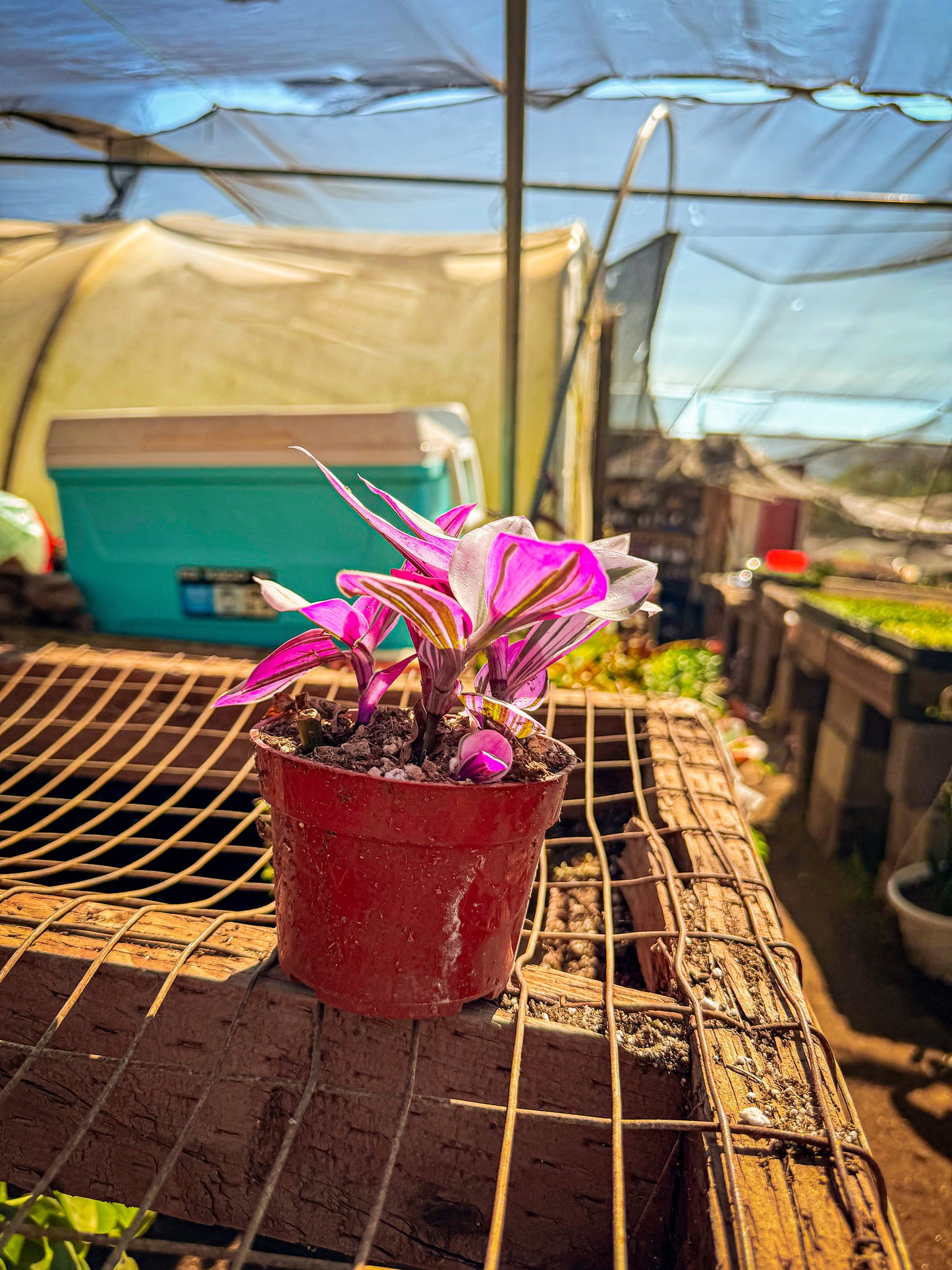 Rare Nanouk Pink Wandering Jew -Tradescantia - 4" Pot