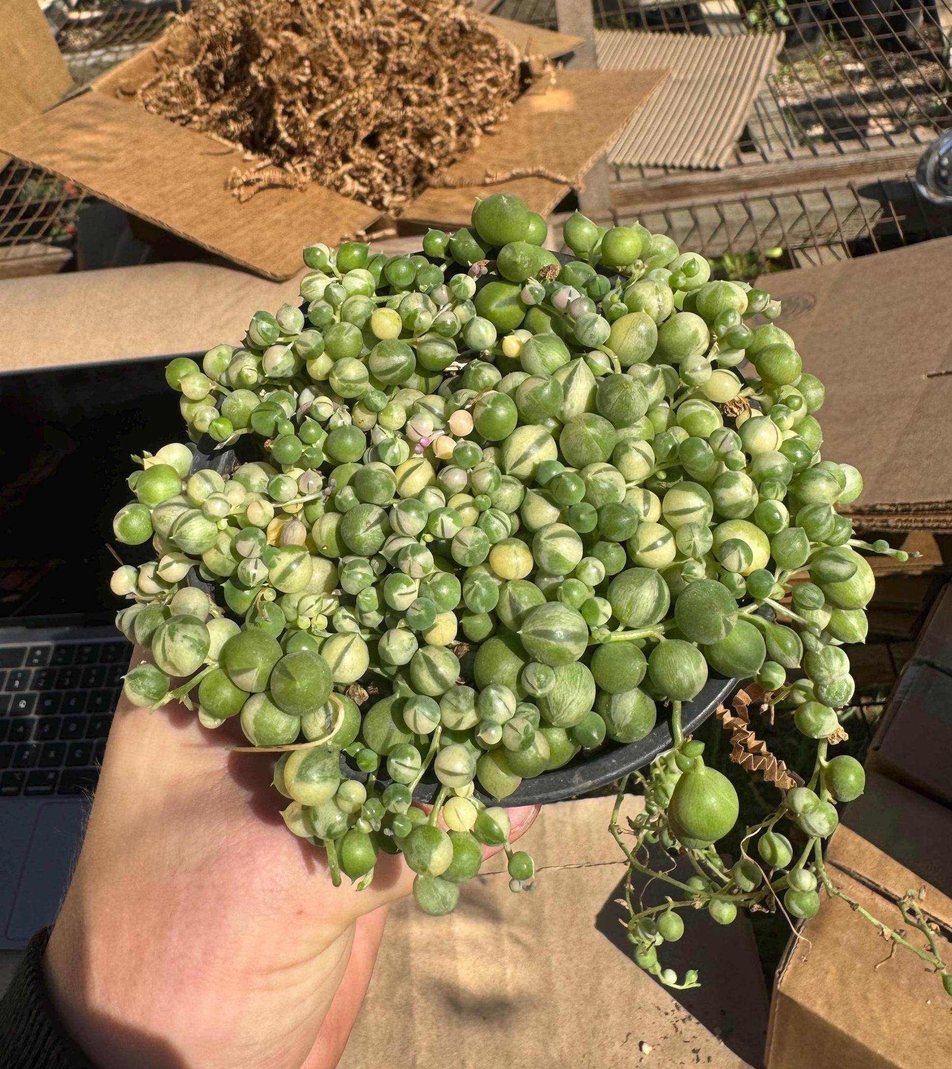 4 inch variegated string of pearls