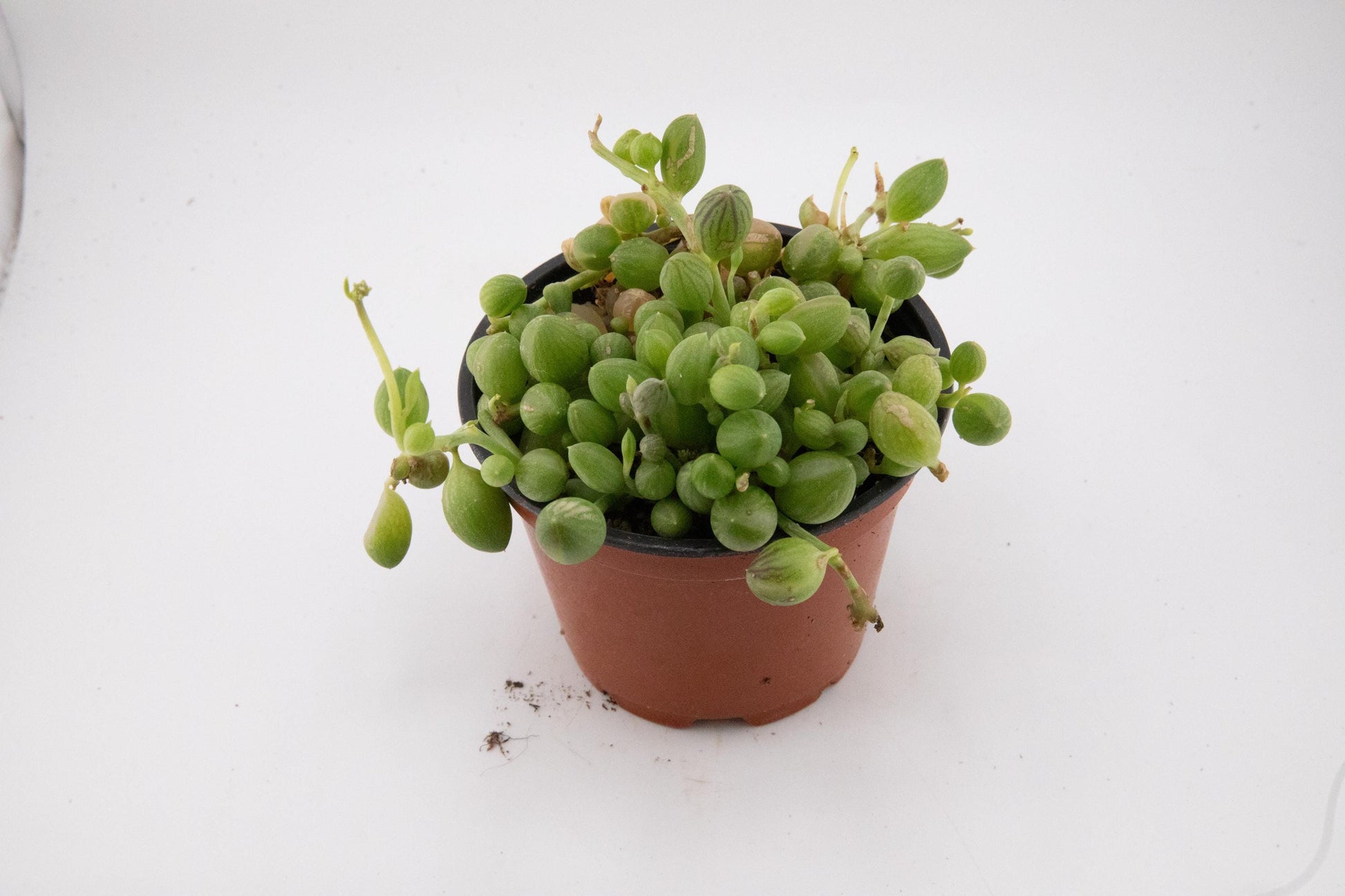 Four pack hanging succulent variety bundle