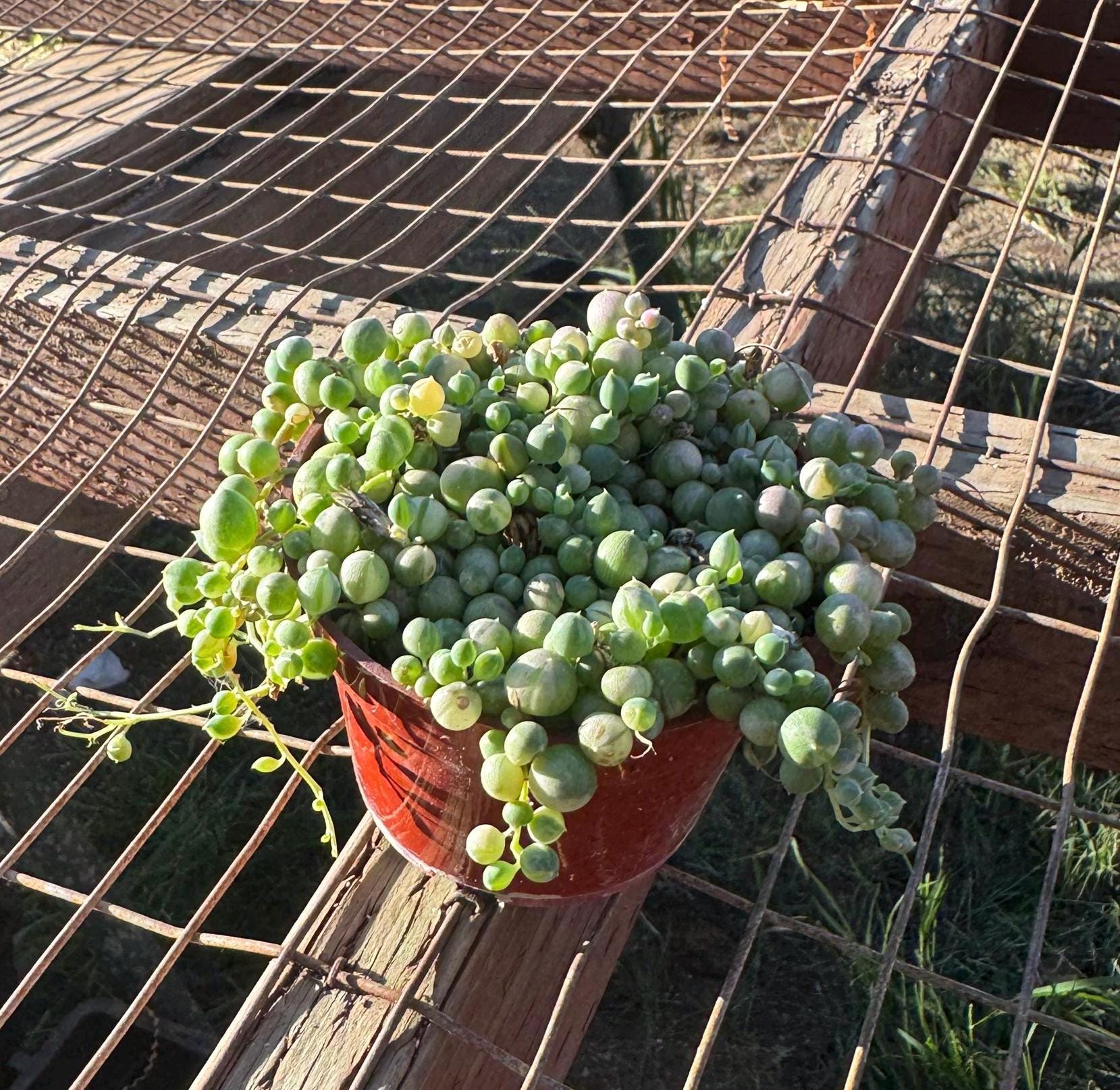 4 inch variegated string of pearls