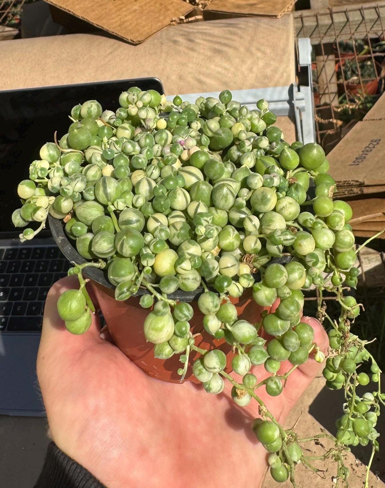 4 inch variegated string of pearls