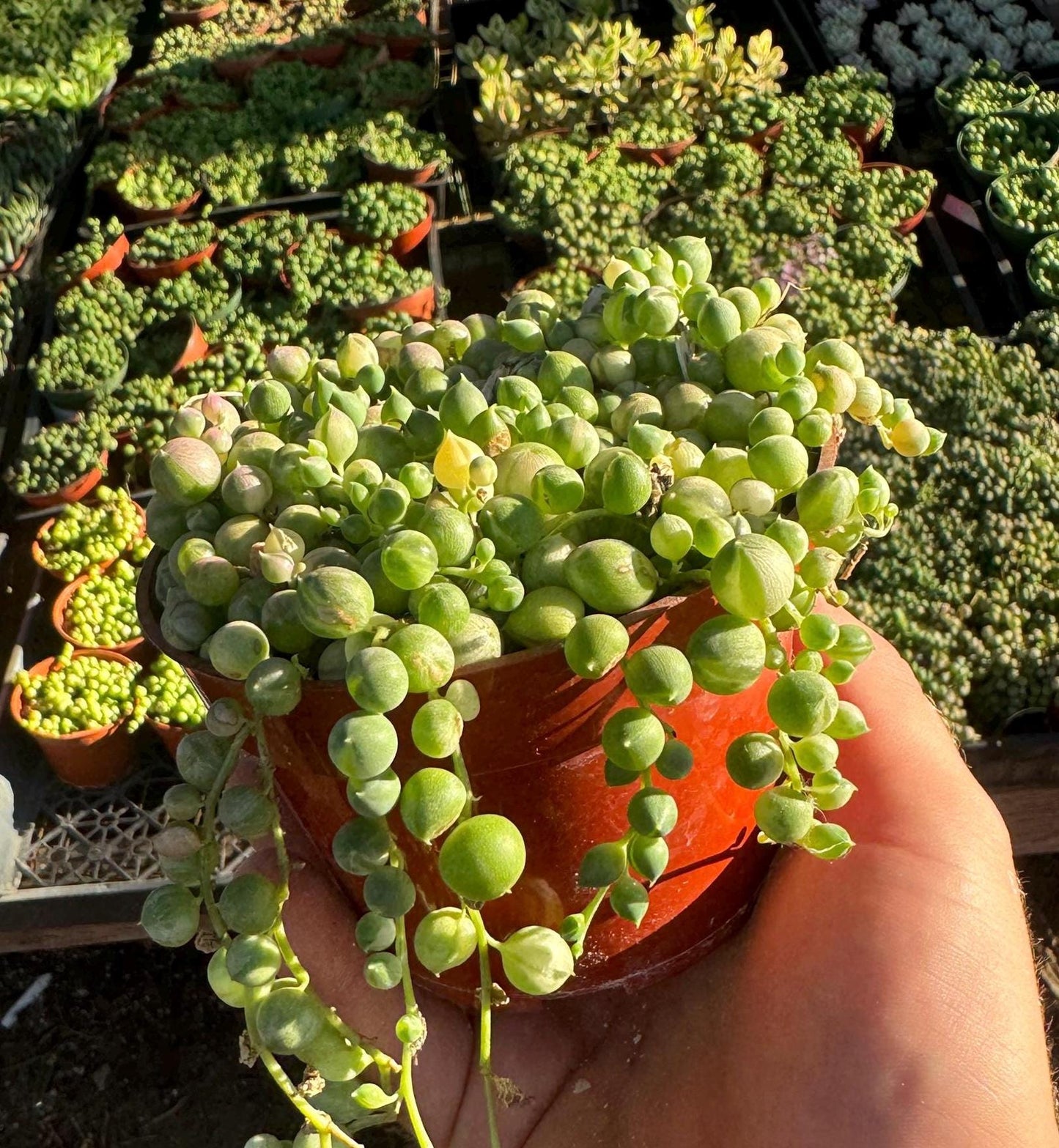 4 inch variegated string of pearls