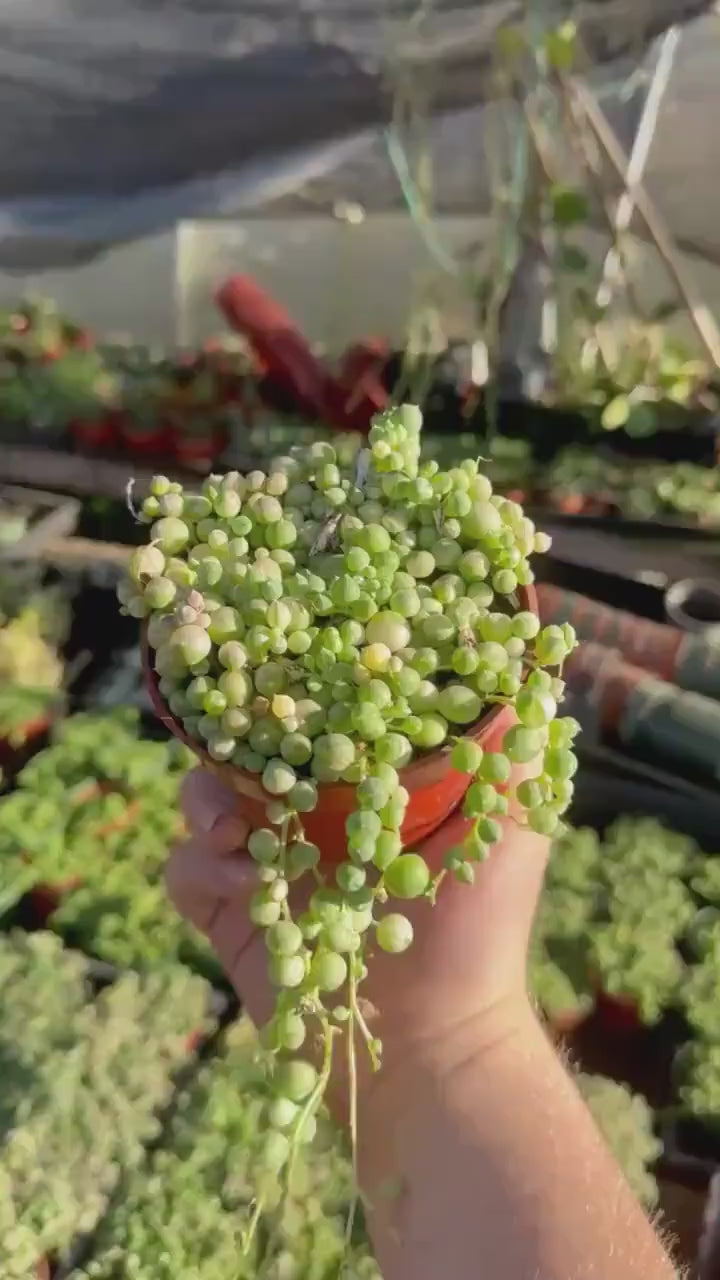 4 inch variegated string of pearls