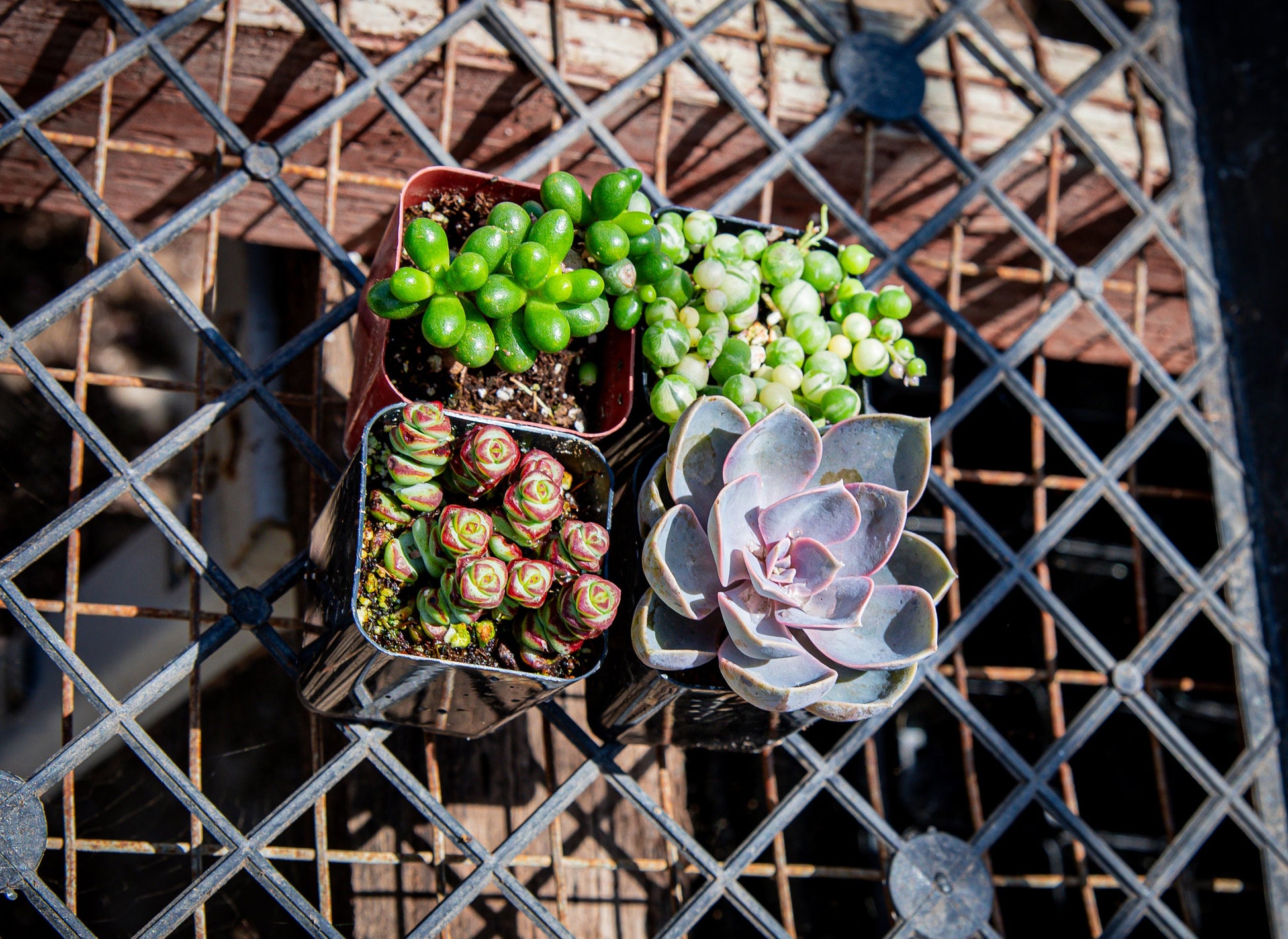 4 Pack 2" Assorted Varieties Succulents Potted