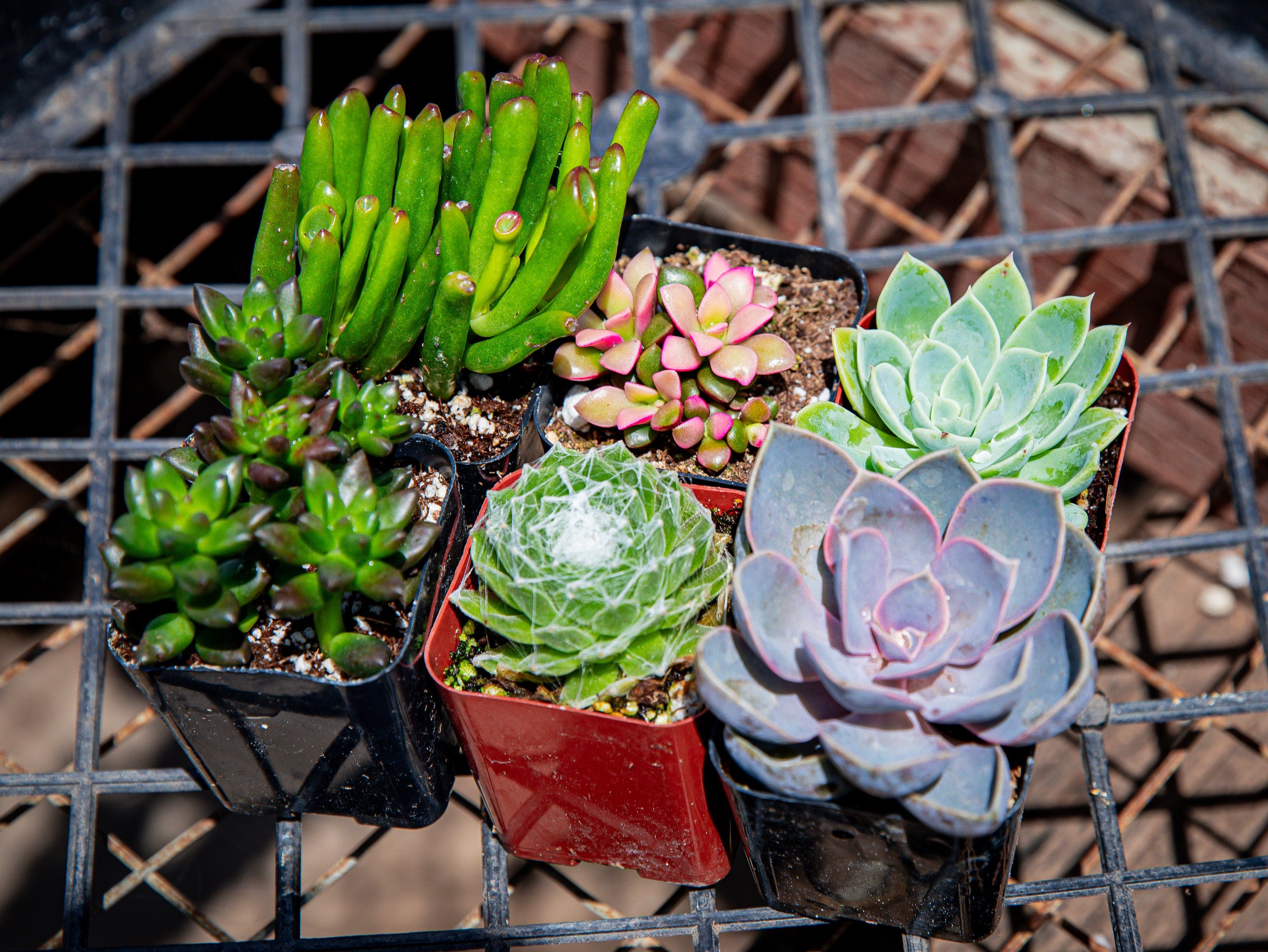 Succulent Plants - A Variety Of 18 Medium Size Succulents For Garden, Wedding, Favors, Centerpieces, Boutonnieres fashion and More