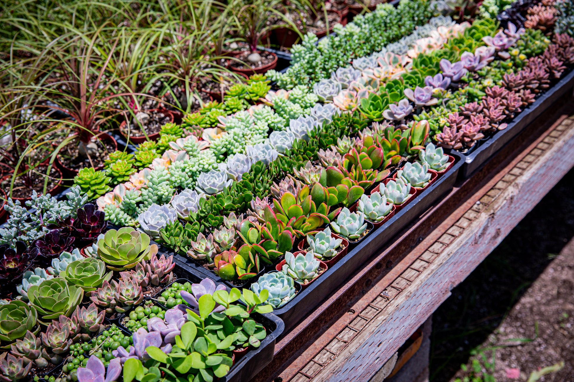 64 Packs 2" Assorted Varieties Succulents,
