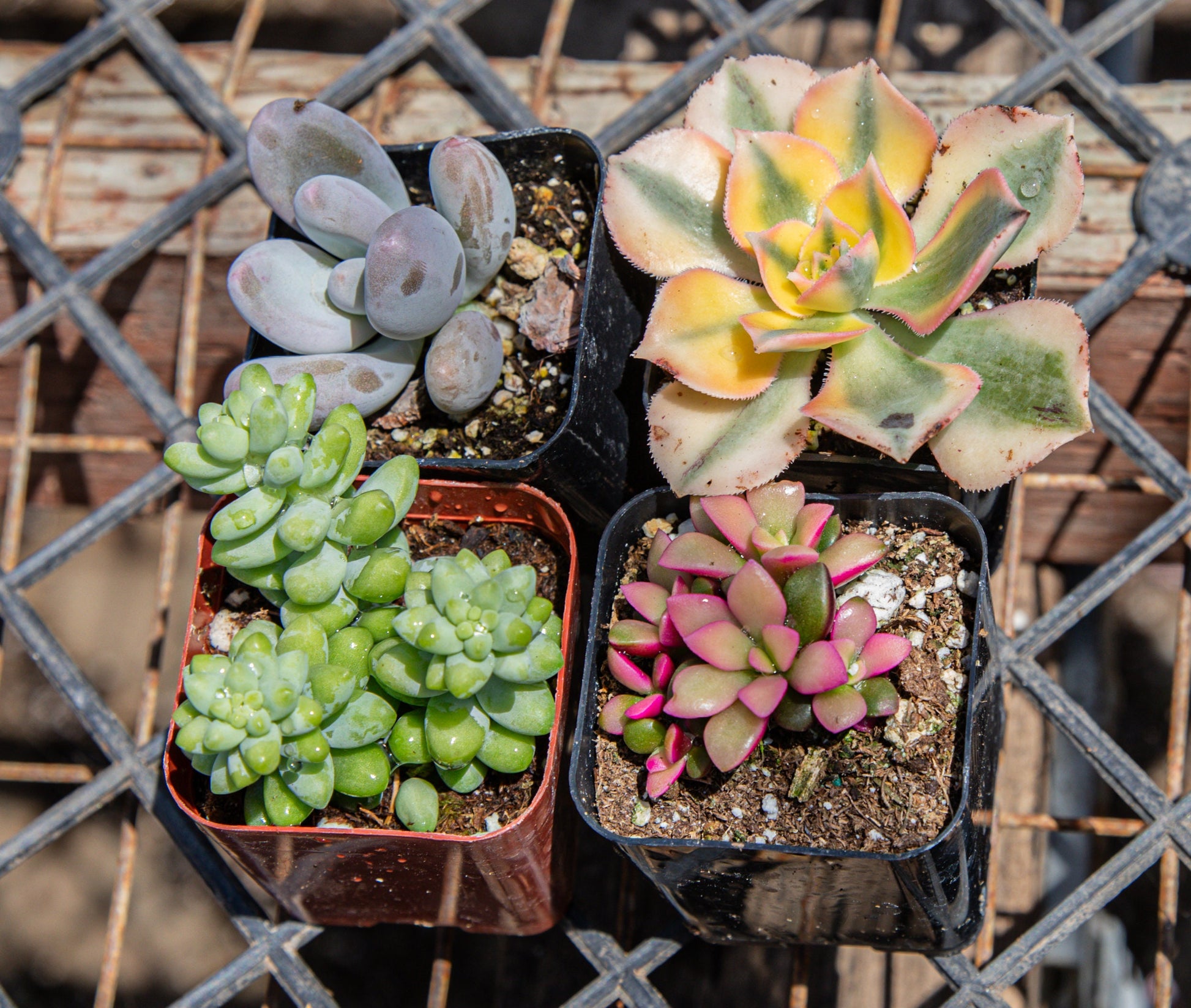 4 Pack 2" Assorted Varieties Succulents Potted