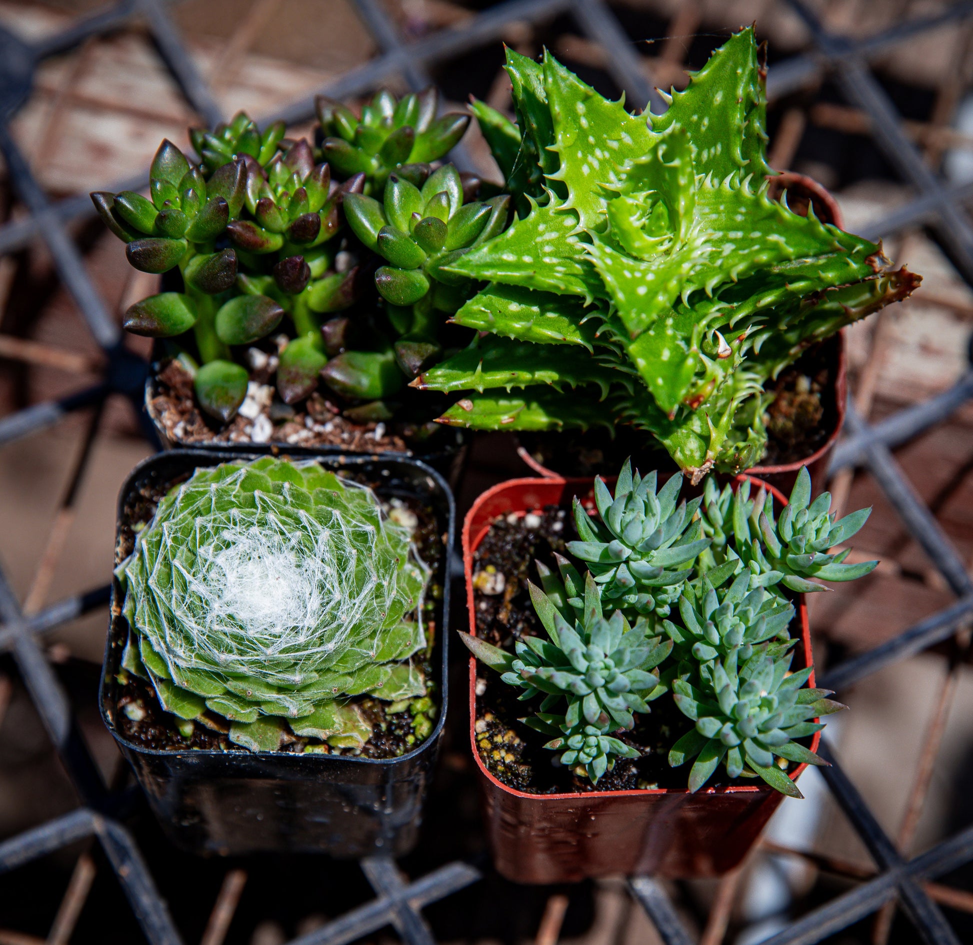 4 Pack 2" Assorted Varieties Succulents Potted