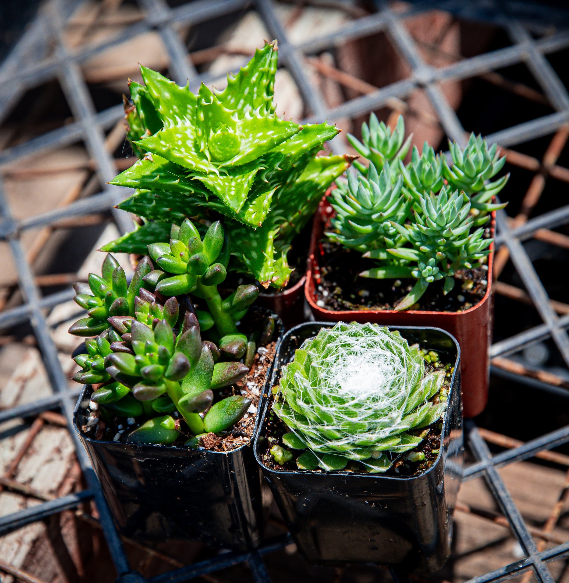 4 Pack 2" Assorted Varieties Succulents Potted