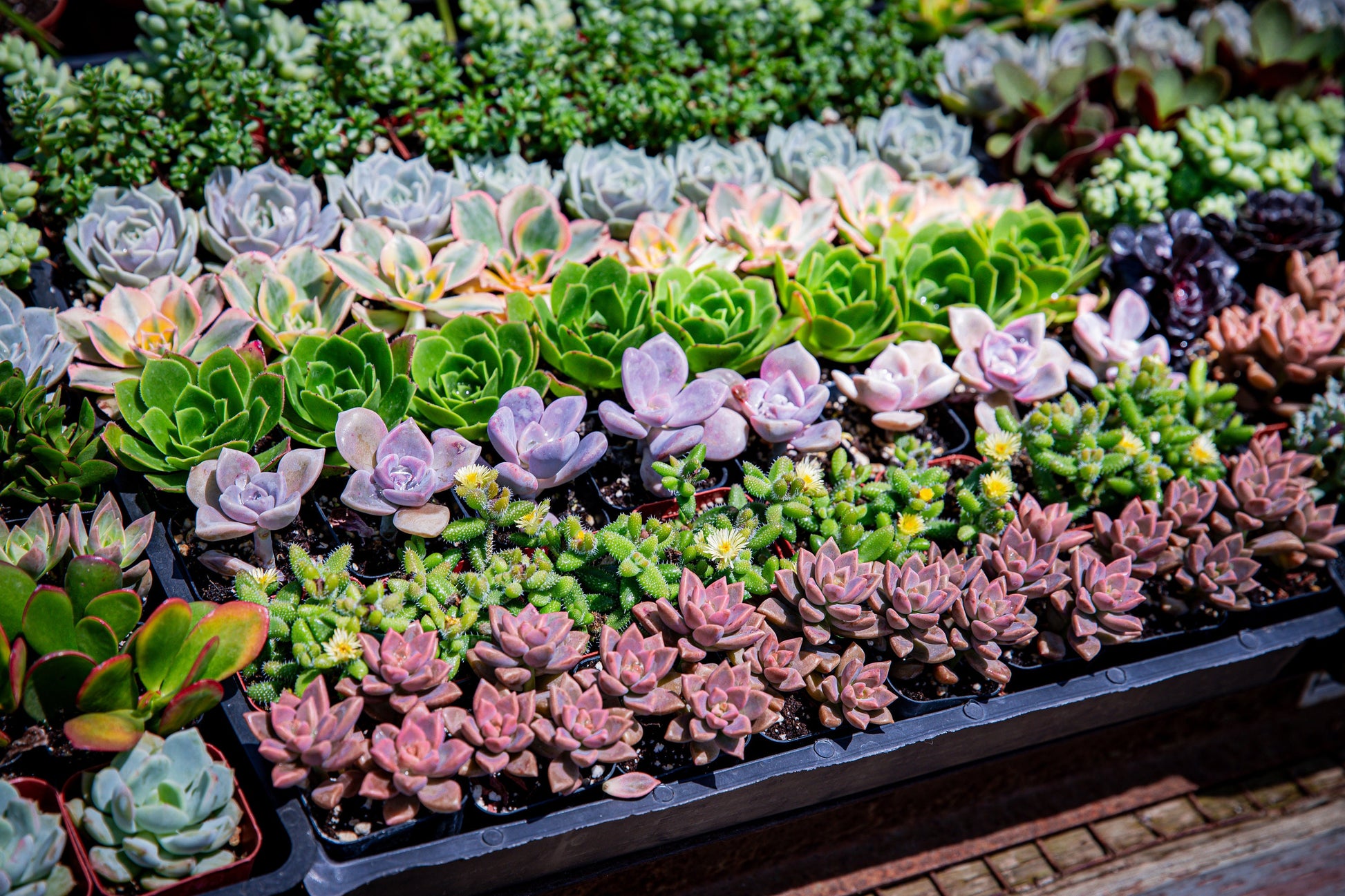 64 Packs 2" Assorted Varieties Succulents,