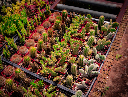 64 2-inch assorted cacti also in 12-6 and 4 packs available