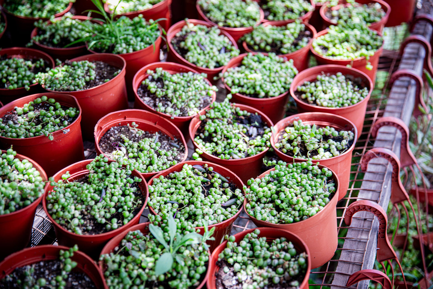 6inch string of pearls regular/variegated