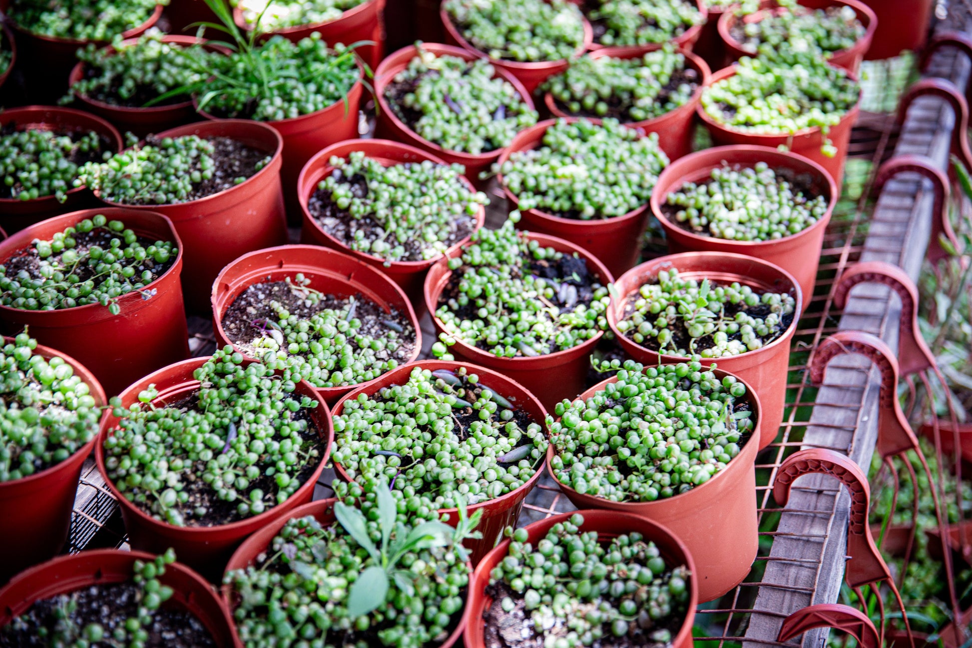 6inch string of pearls regular/variegated