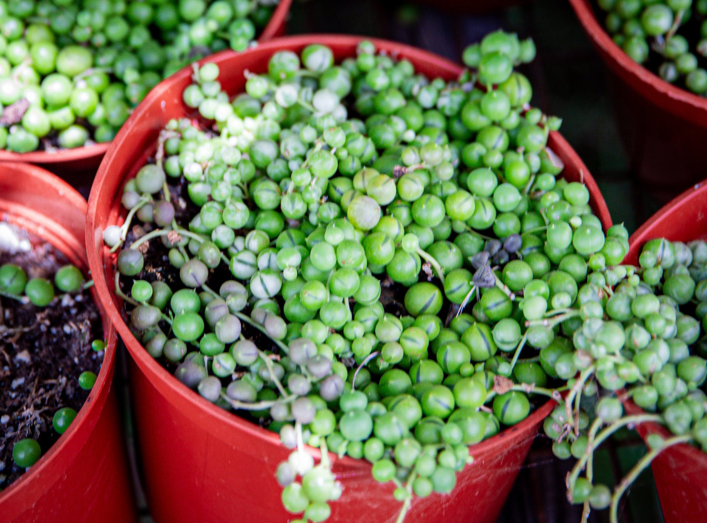6inch string of pearls regular/variegated