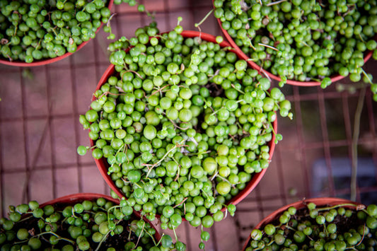 6inch string of pearls regular/variegated