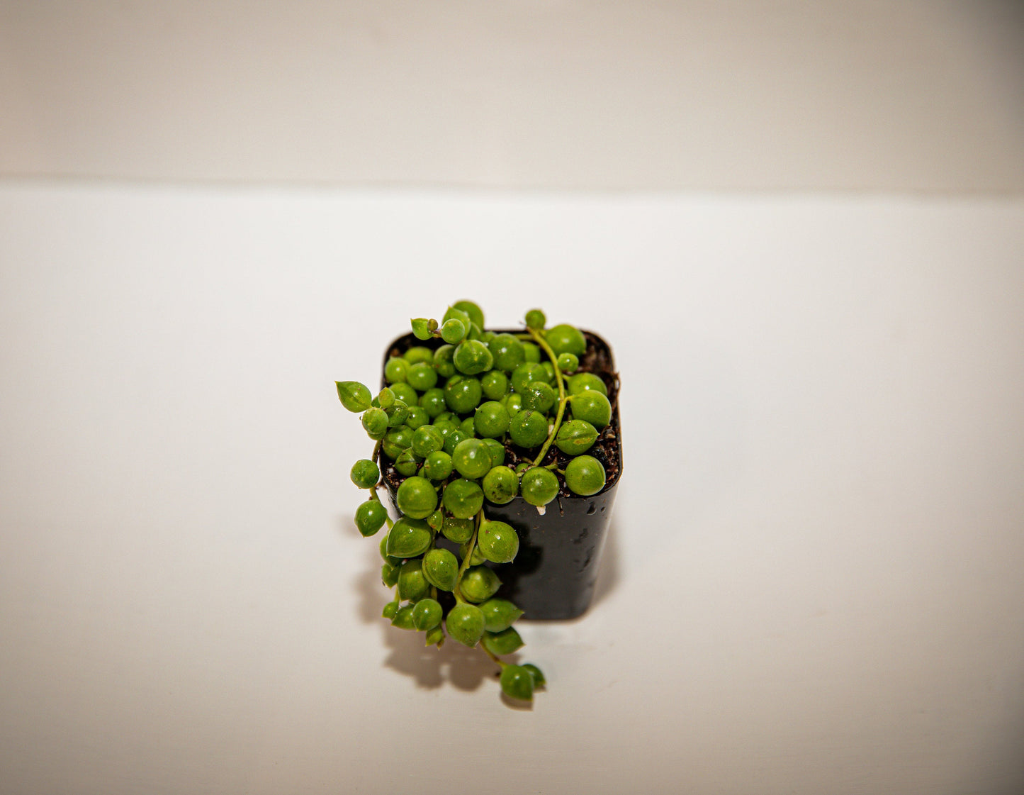 6inch string of pearls regular/variegated