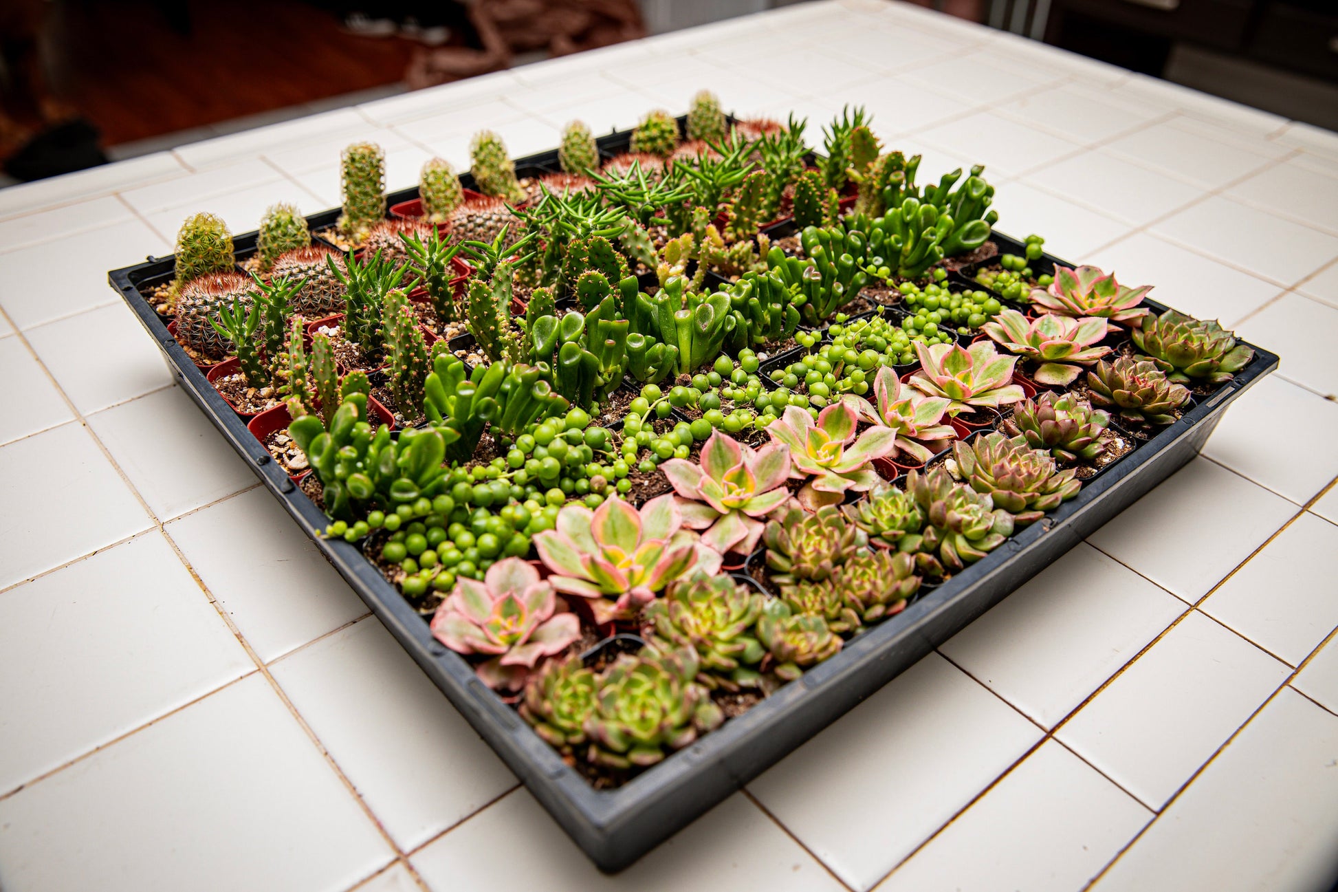 64 2-inch assorted succulents and cacti