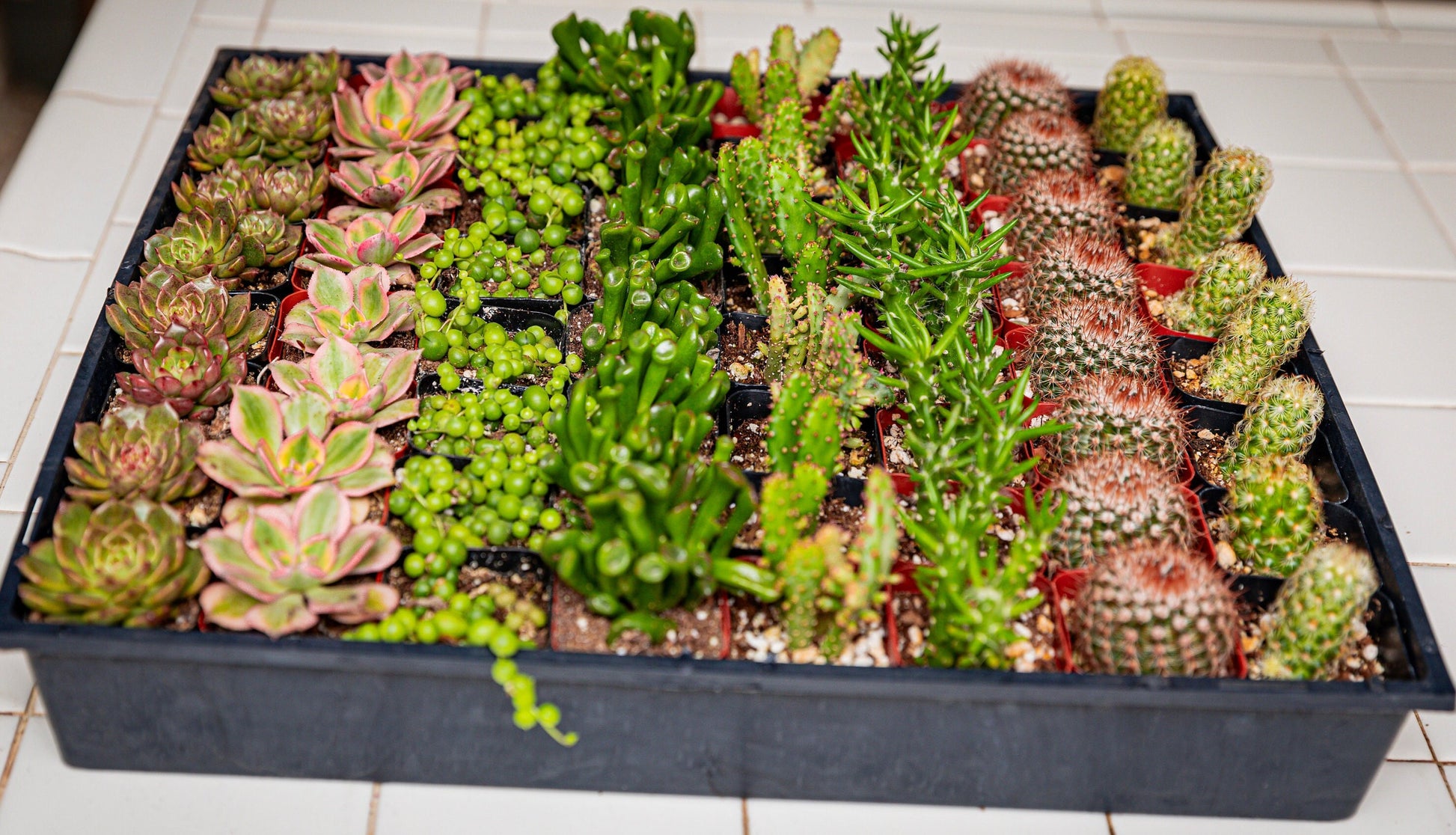 64 2-inch assorted succulents and cacti