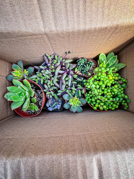 Mystery succulent box, big/small