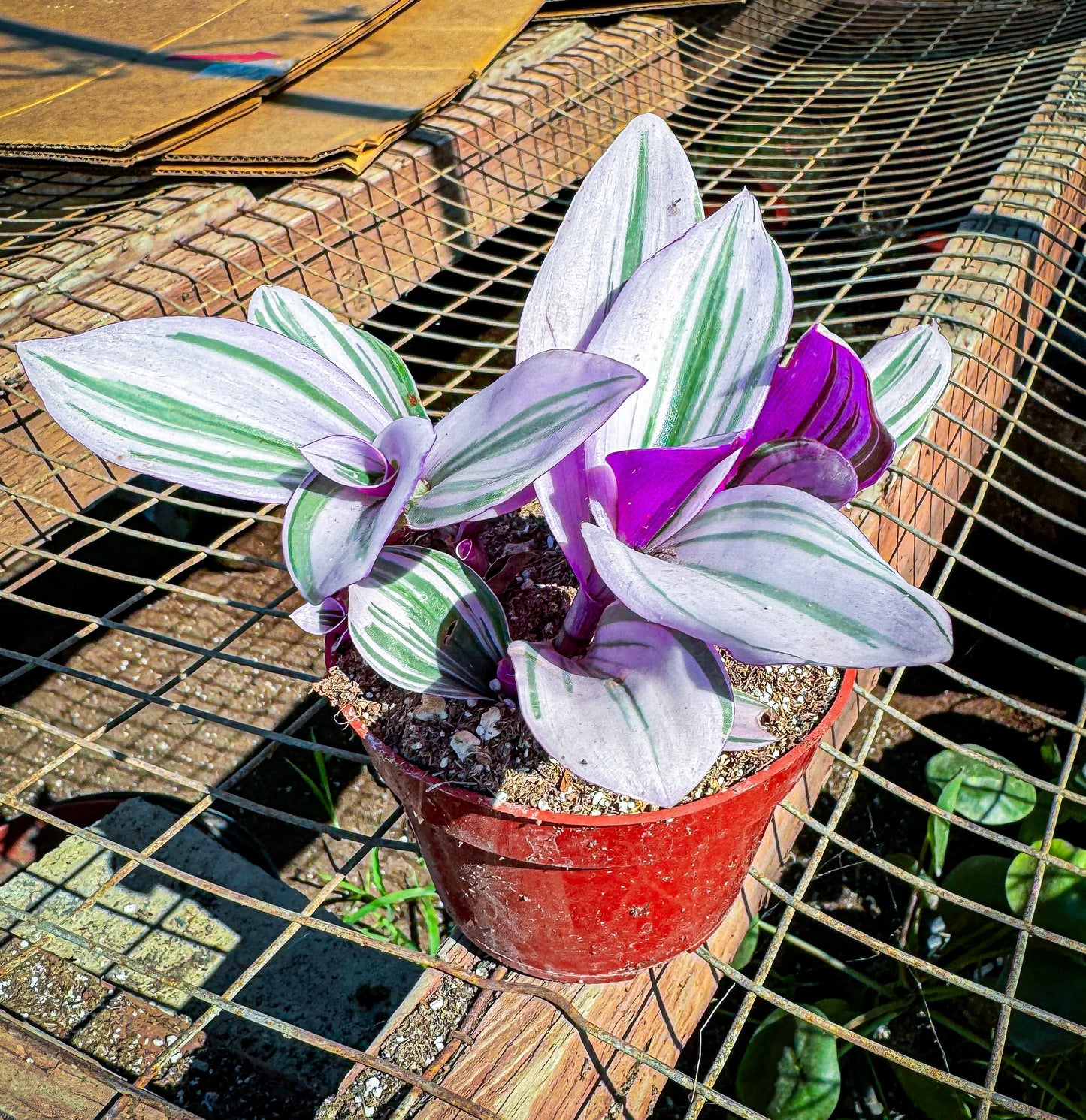 Rare Nanouk Pink Wandering Jew -Tradescantia - 4" Pot