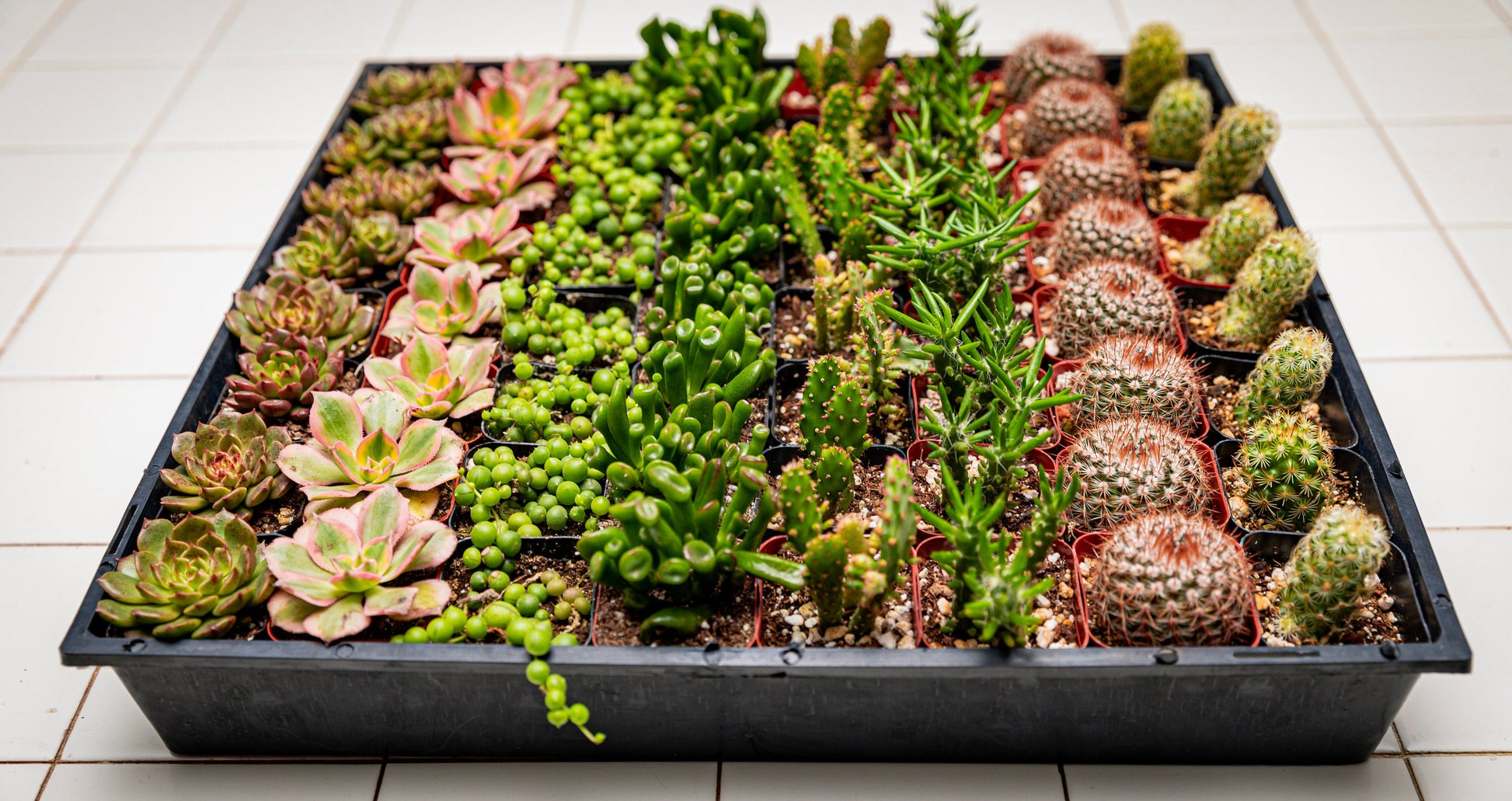 64 2-inch assorted succulents and cacti