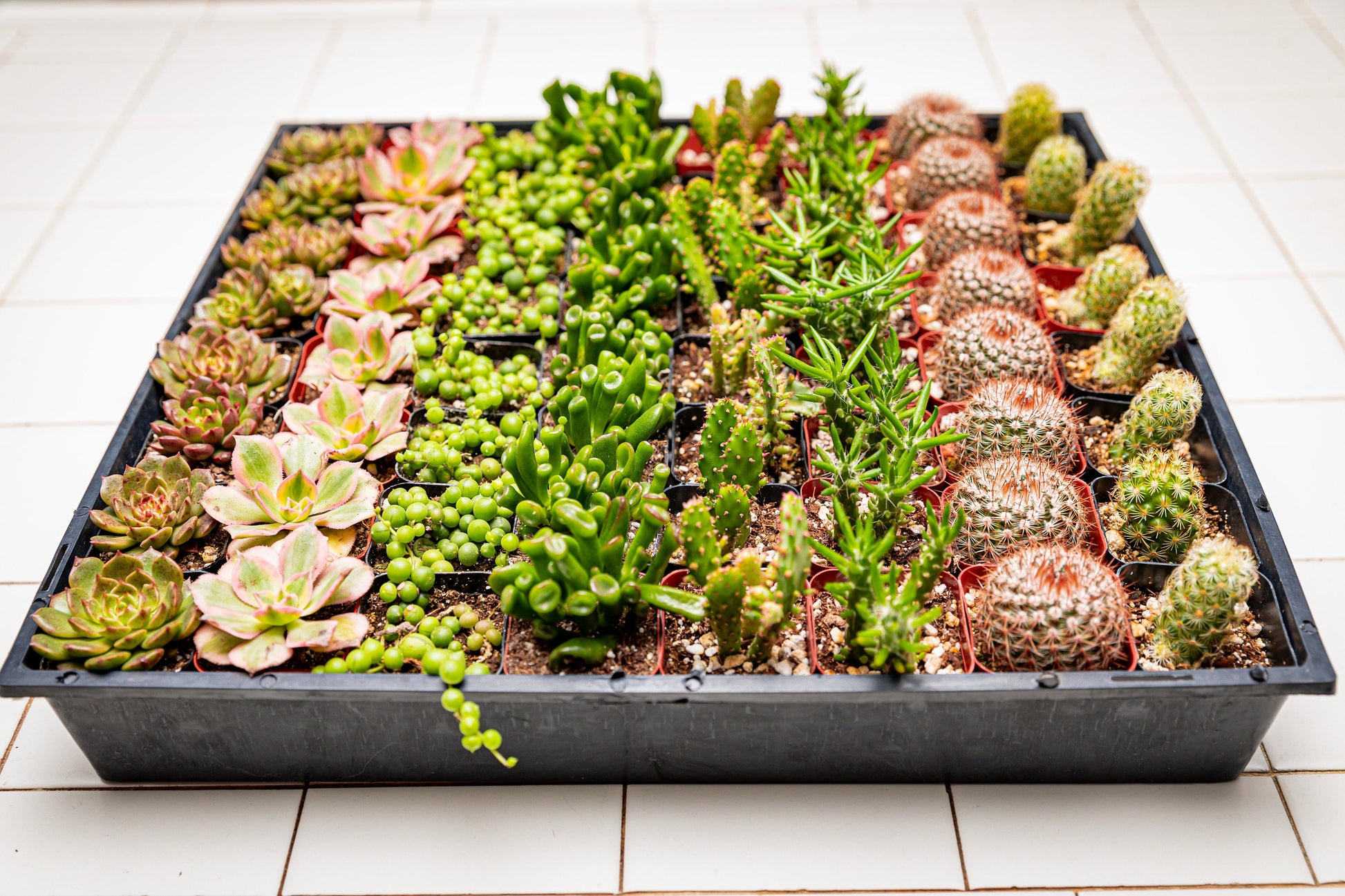 64 2-inch assorted succulents and cacti