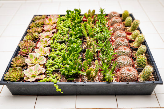 64 2-inch assorted succulents and cacti