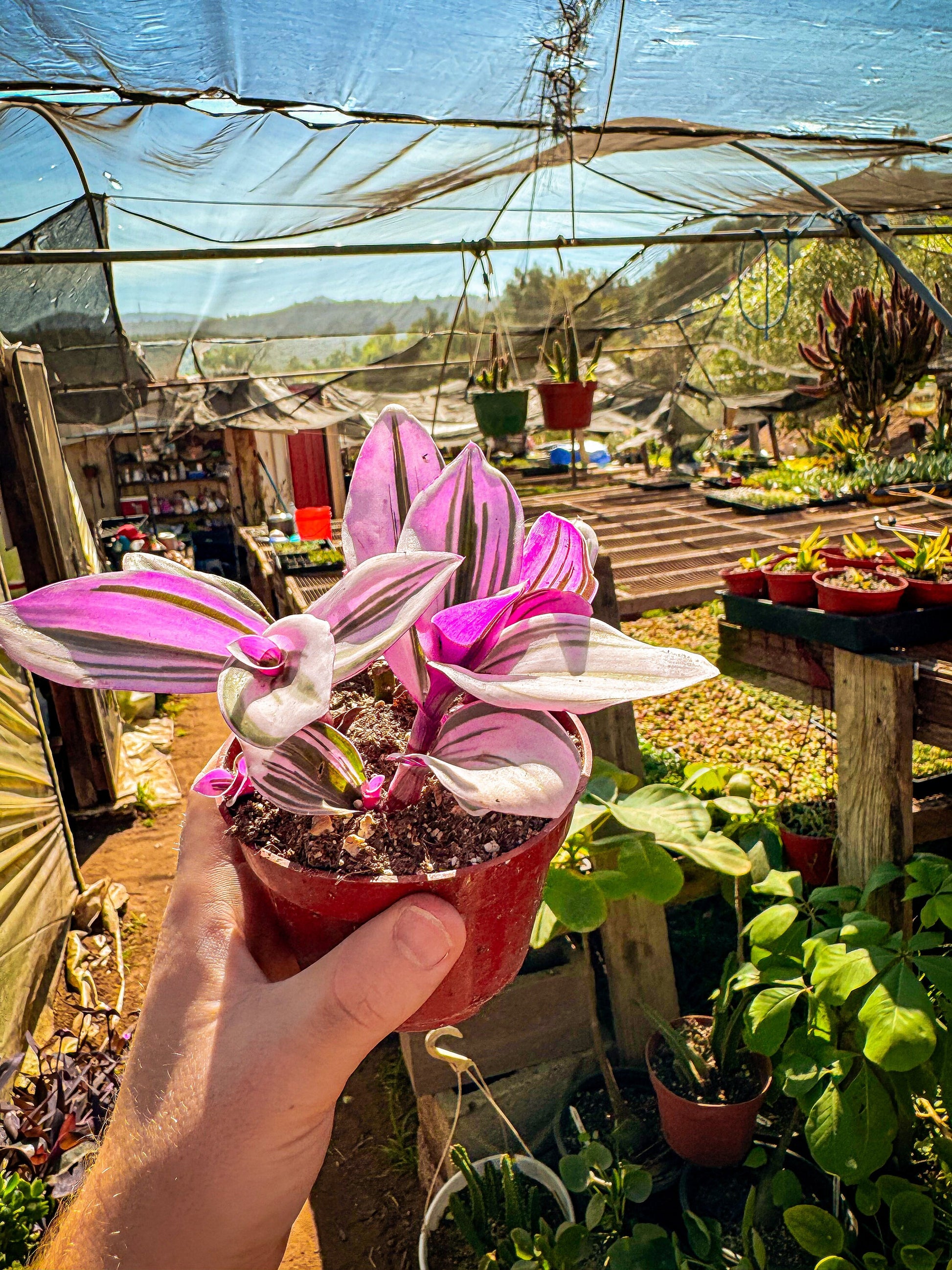 Rare Nanouk Pink Wandering Jew -Tradescantia - 4" Pot